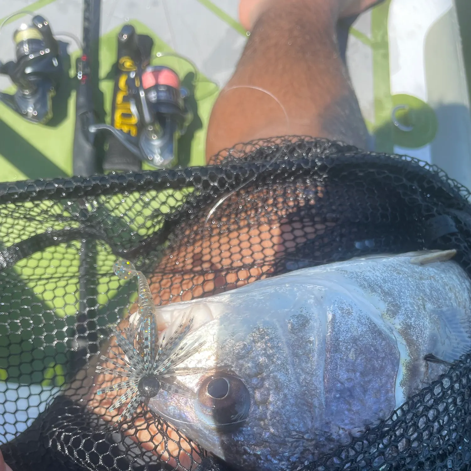 Freshwater drum caught on Fishbrain
