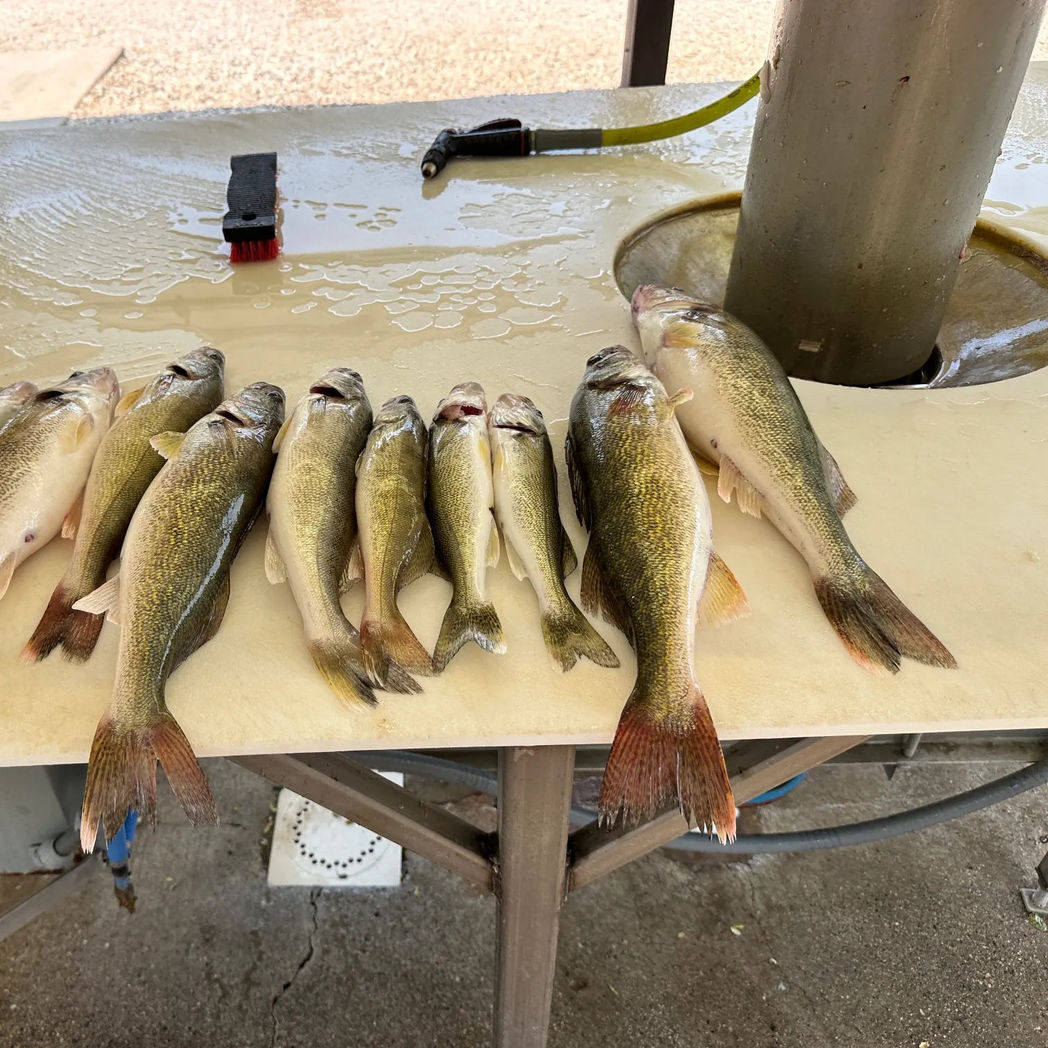 Walleye caught on Fishbrain
