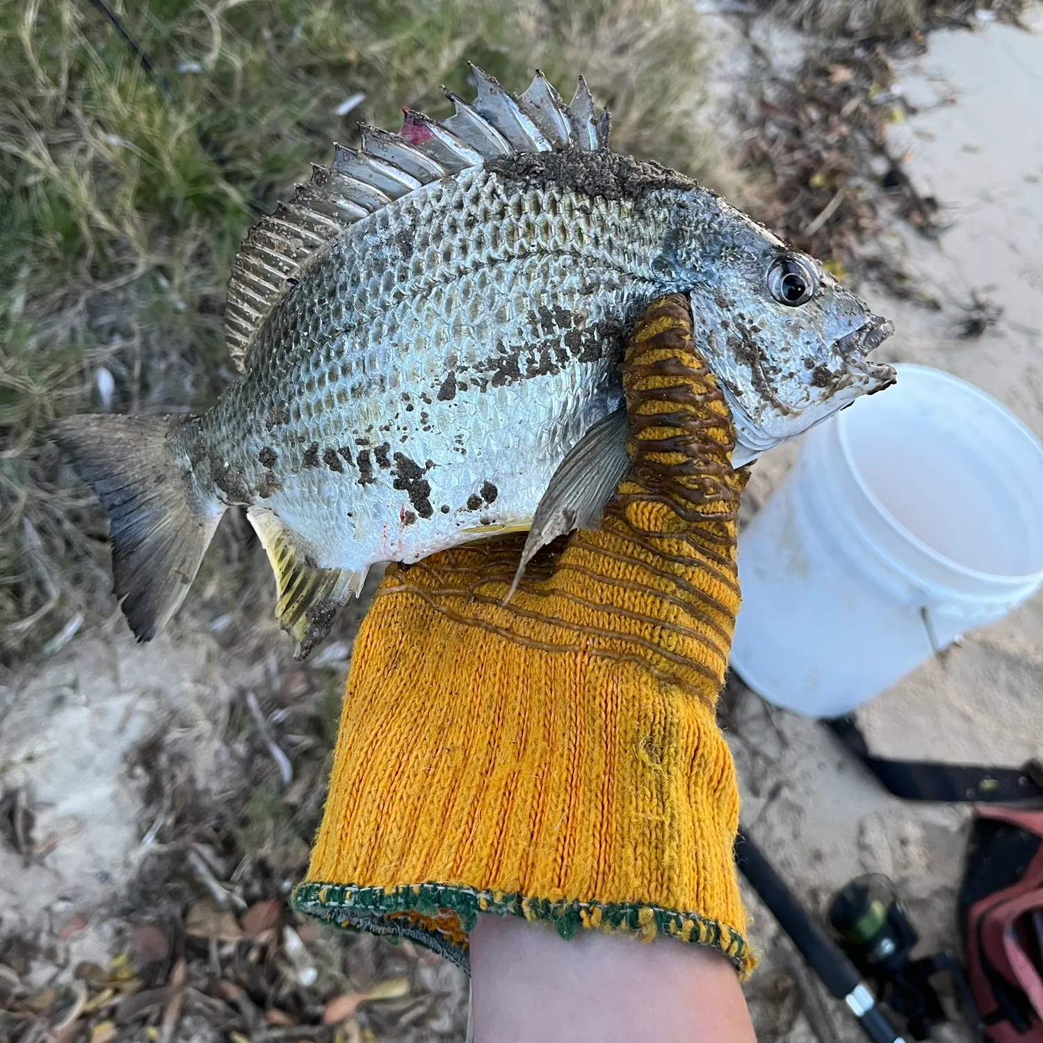 Surf bream caught on Fishbrain