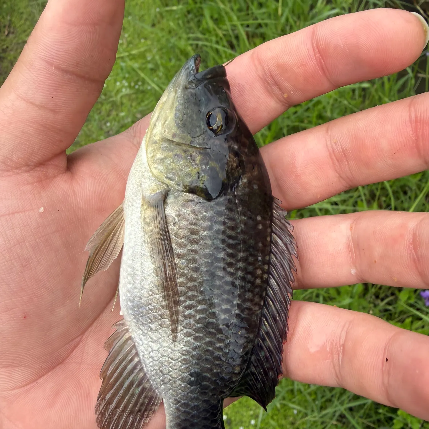 The most recent Blue tilapia catches on Fishbrain