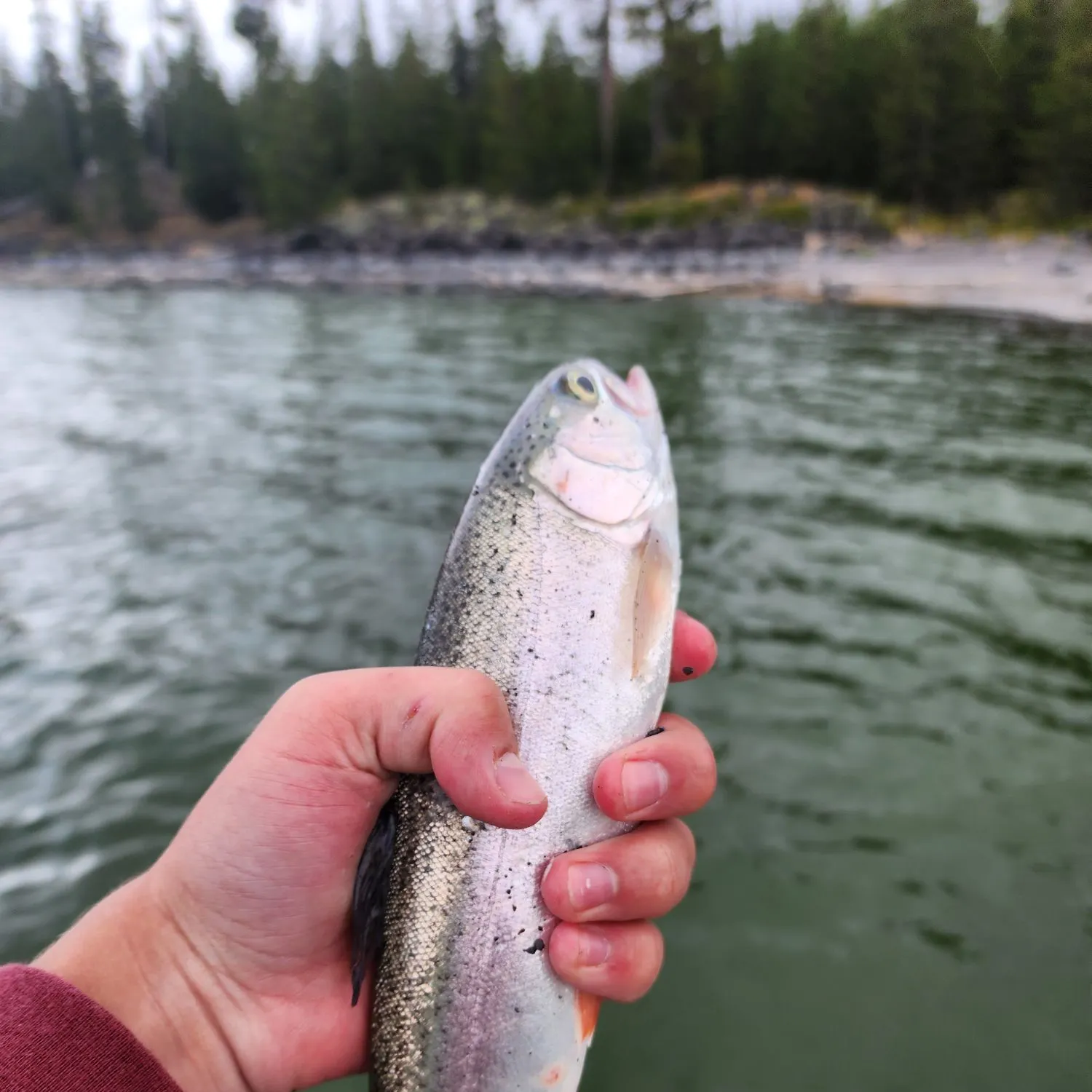 Rainbow trout caught on Fishbrain
