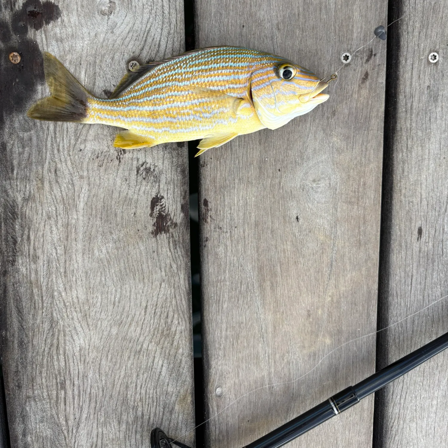 The most recent Yellow-lined grunter catches on Fishbrain