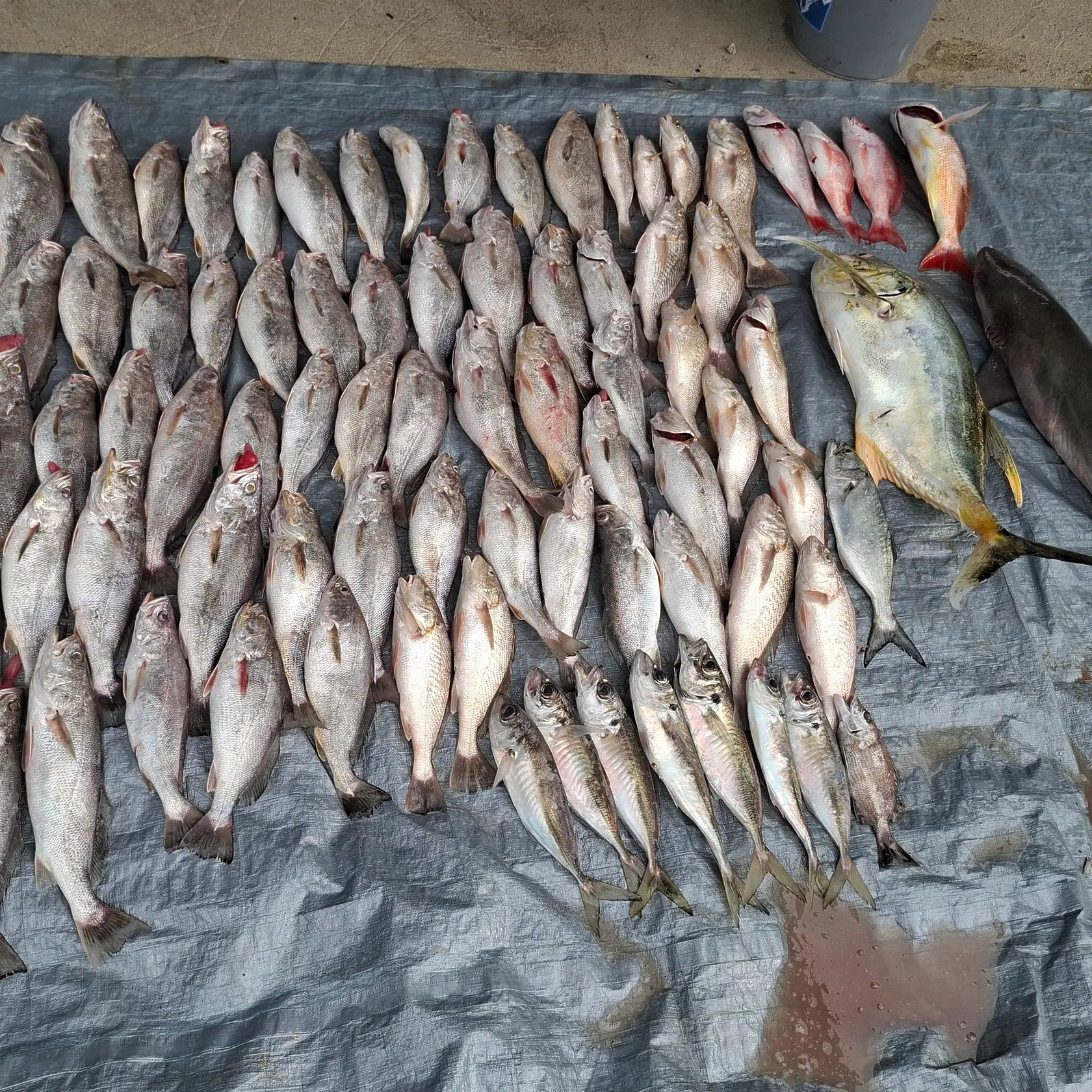 The most recent Green weakfish catches on Fishbrain