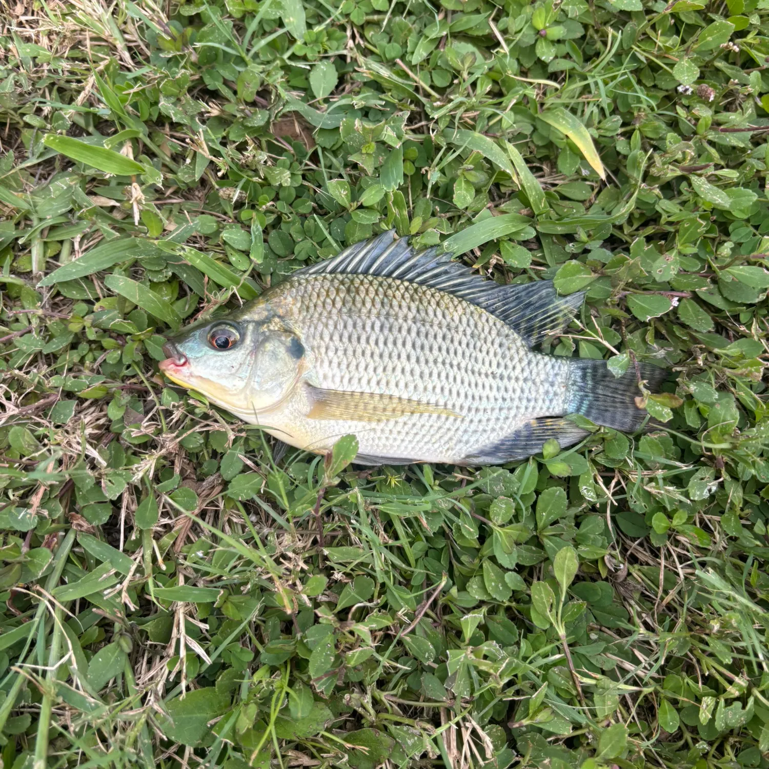 Blue tilapia caught on Fishbrain