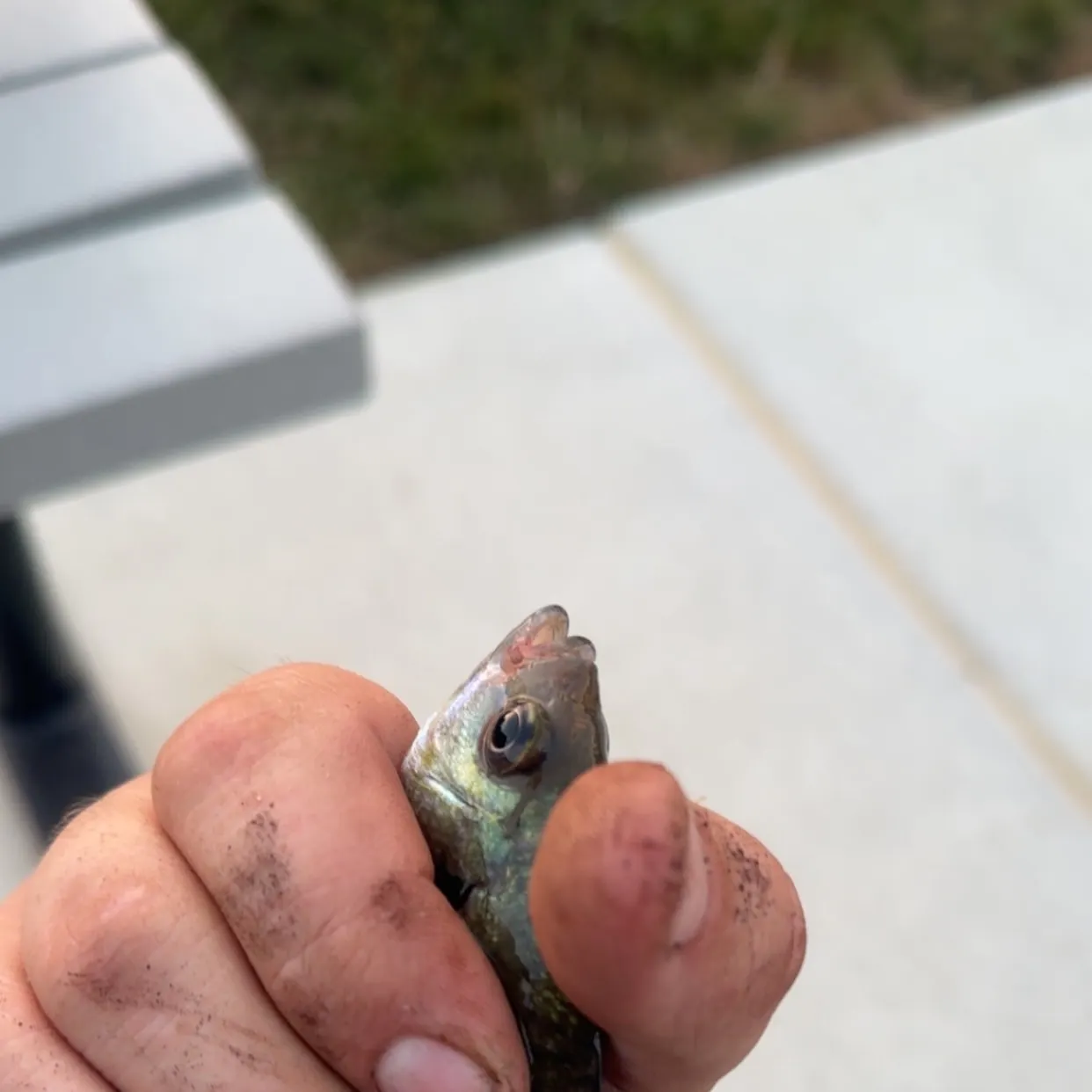 Bluegill caught on Fishbrain