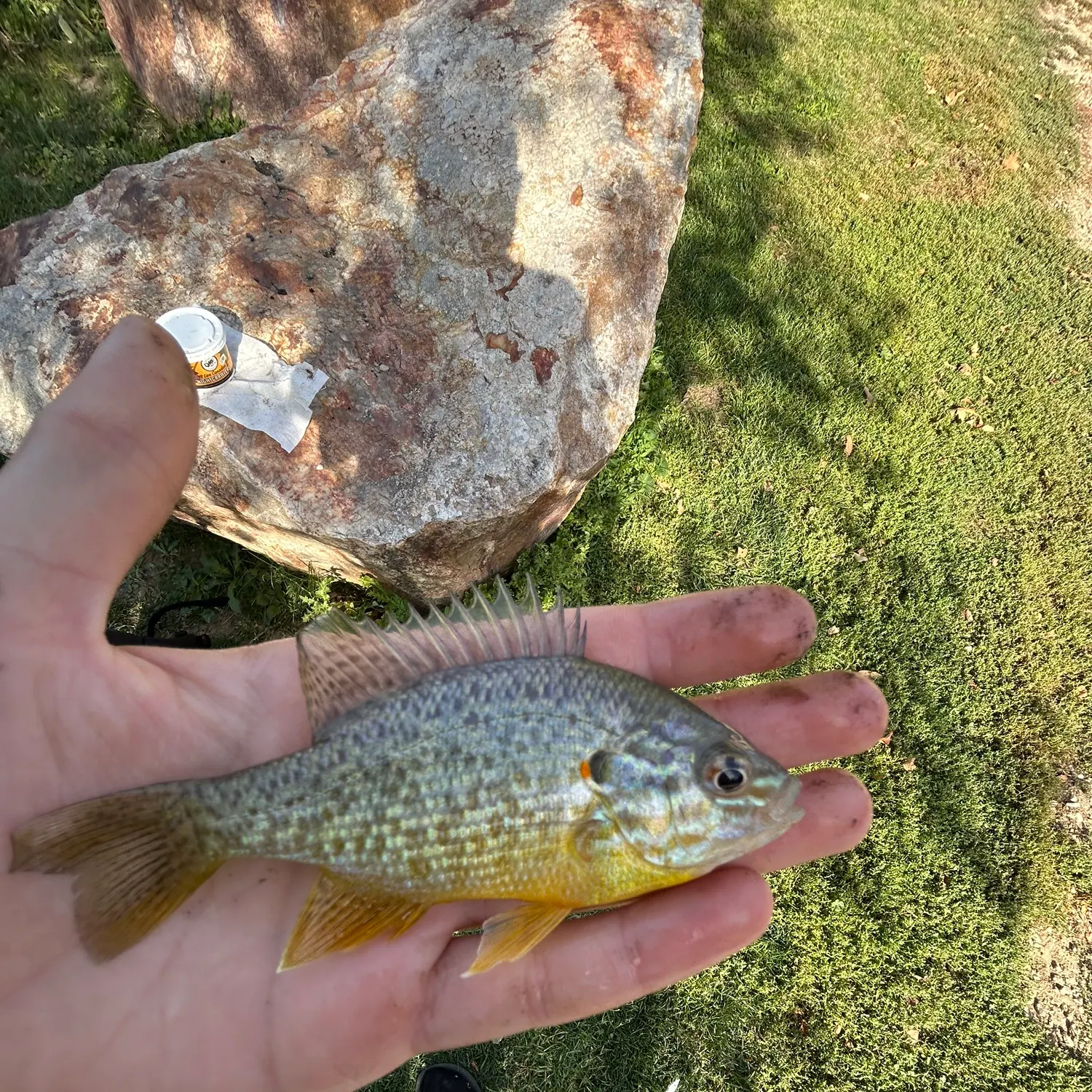 Pumpkinseed caught on Fishbrain