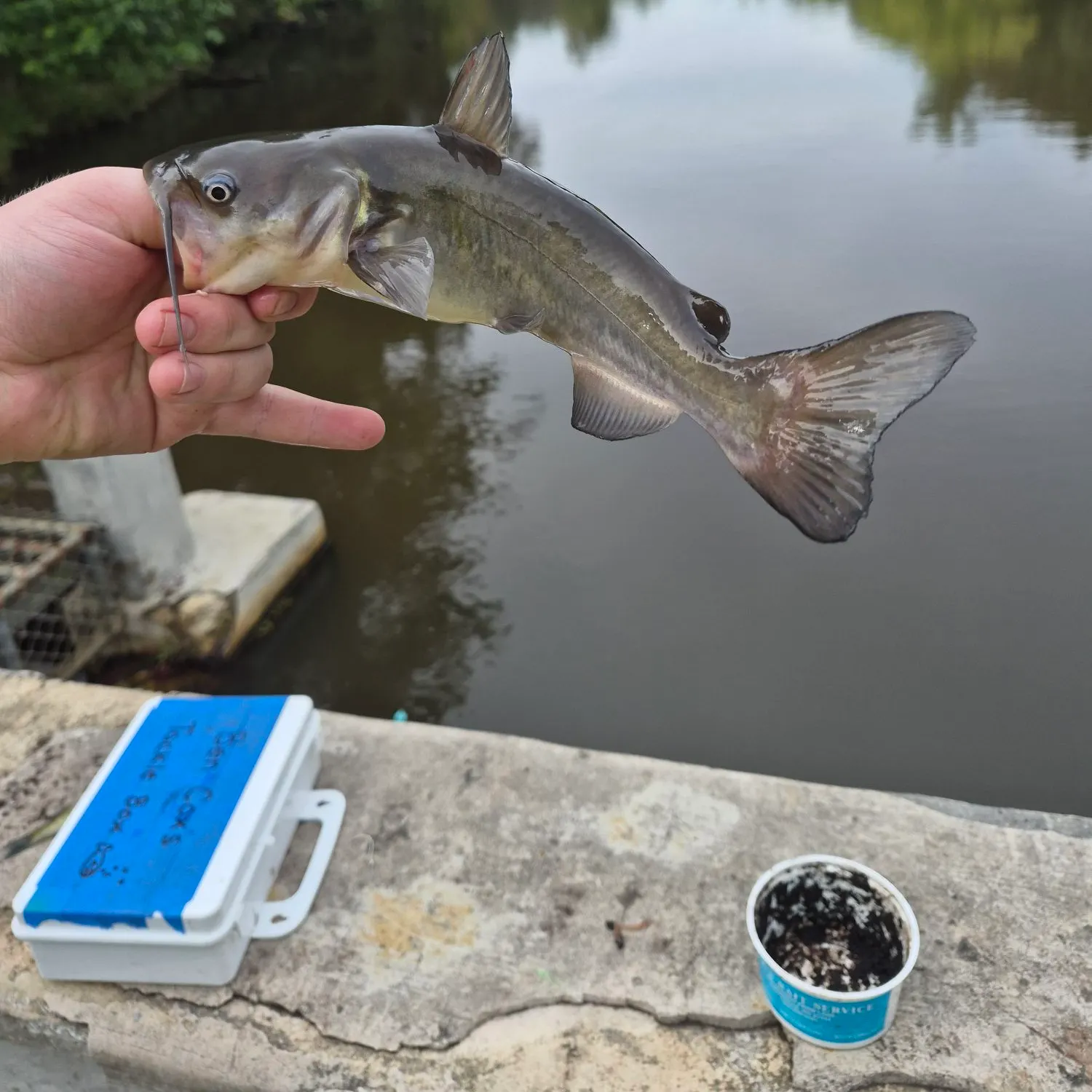 White bullhead caught on Fishbrain