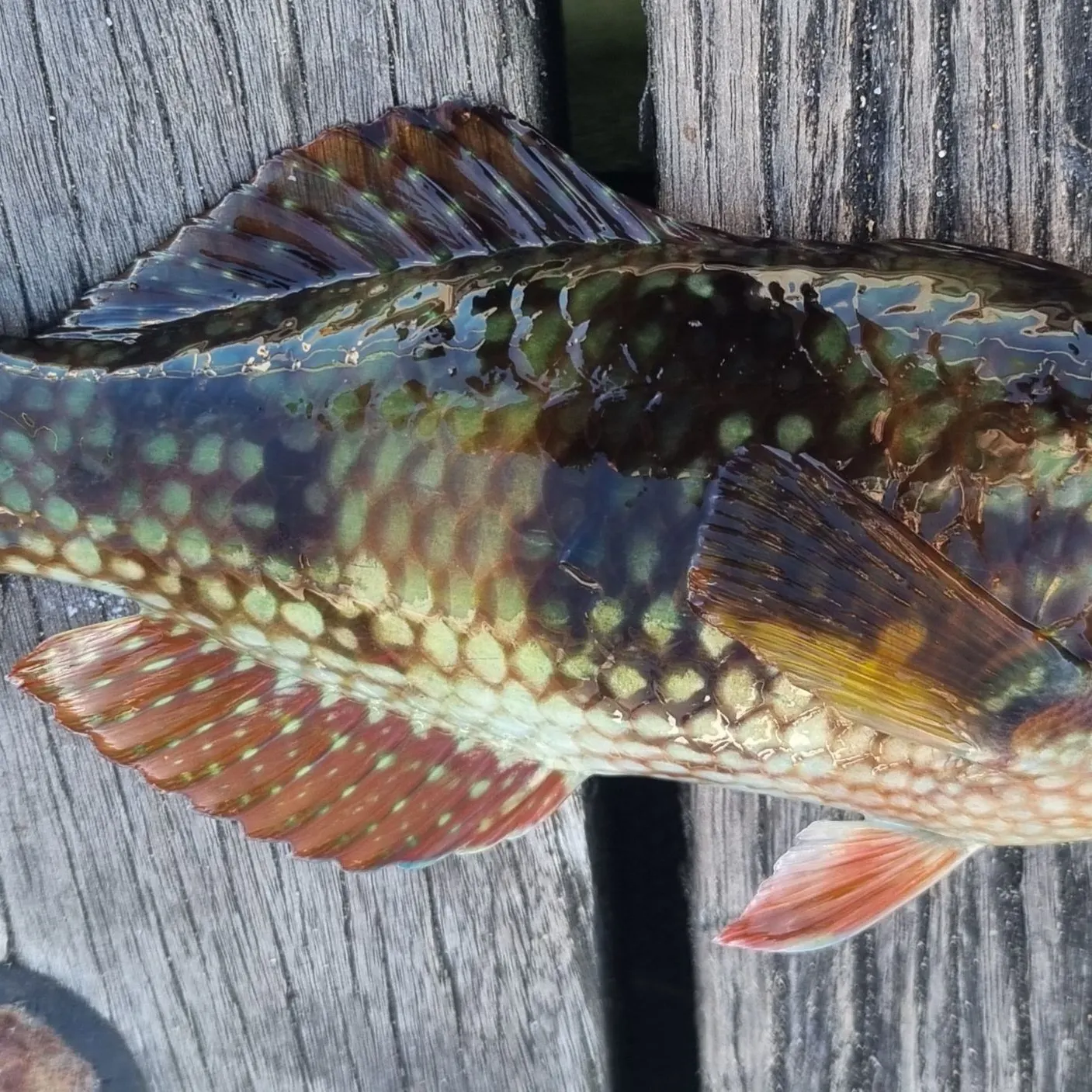 The most recent Blue-throated wrasse catches on Fishbrain