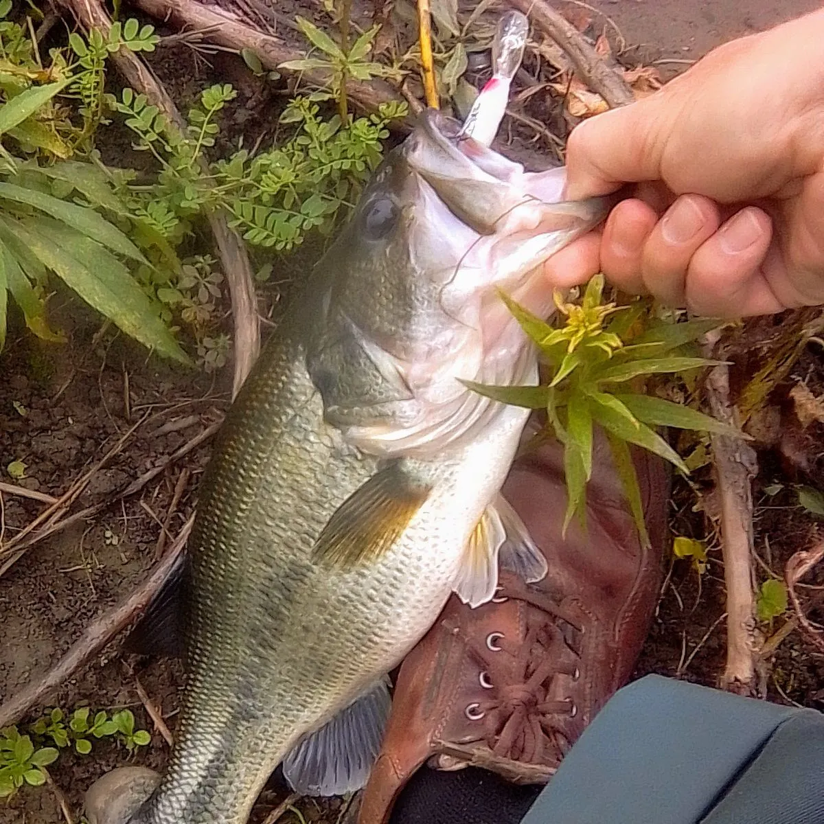 Largemouth bass caught on Fishbrain