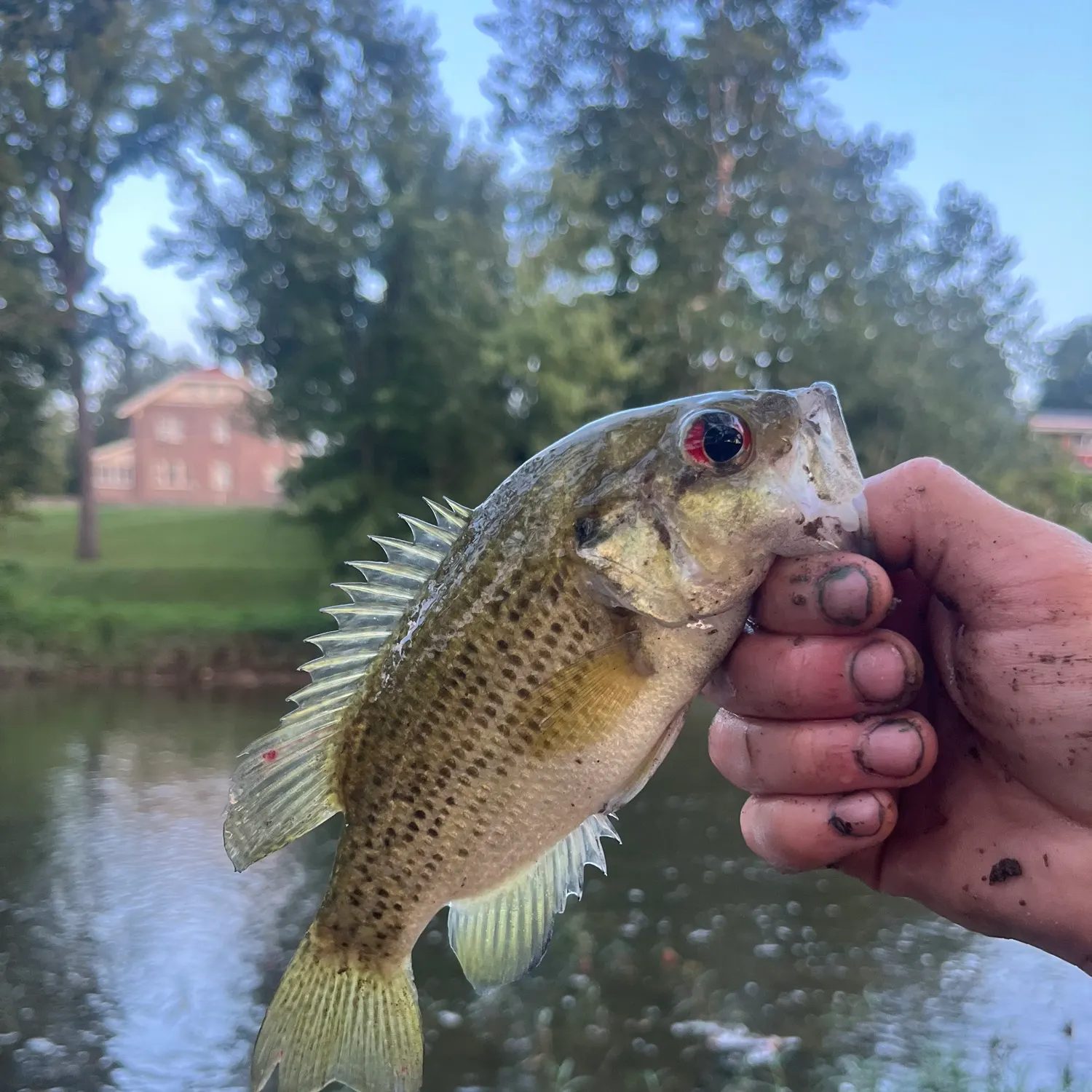 Rock bass caught on Fishbrain