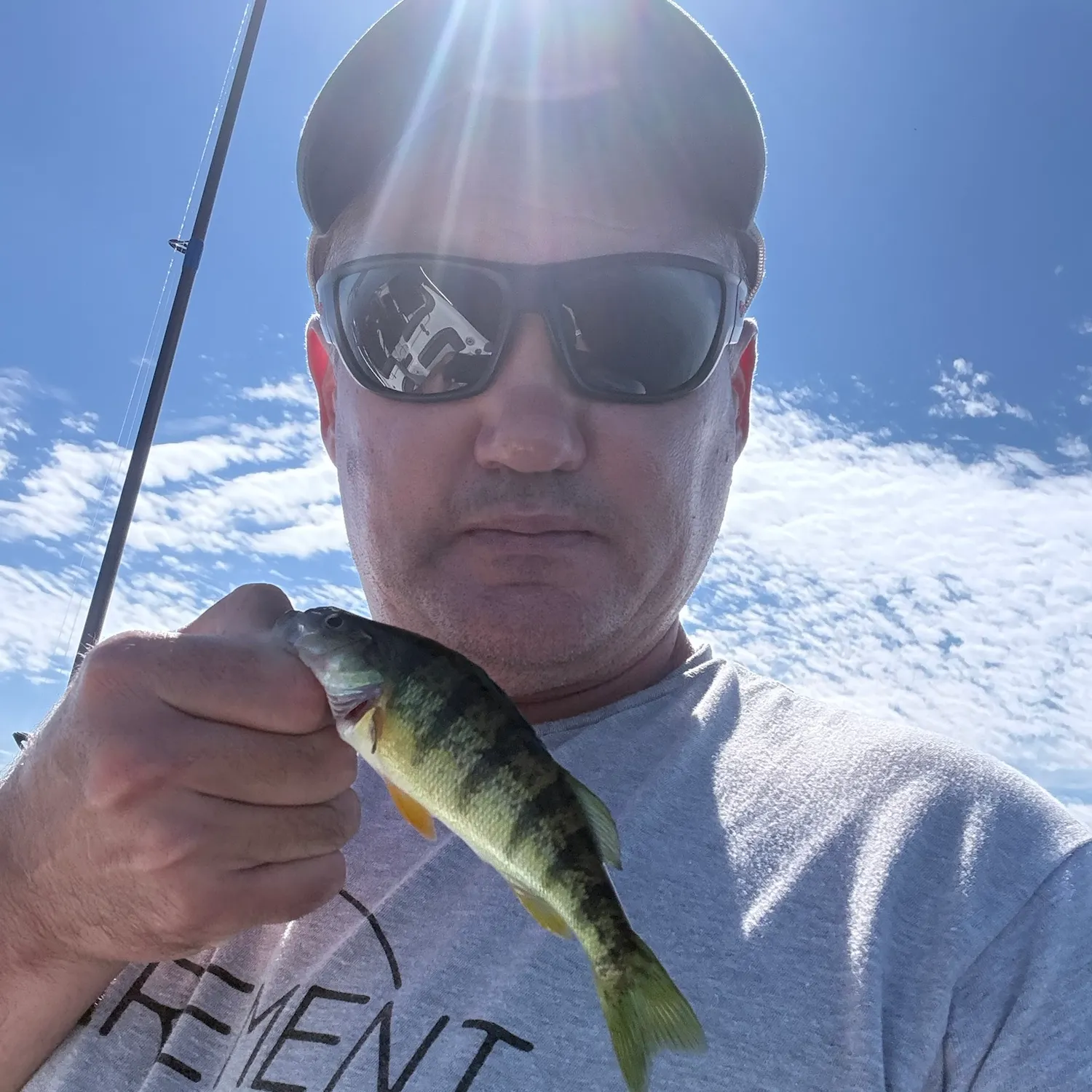 Yellow perch caught on Fishbrain