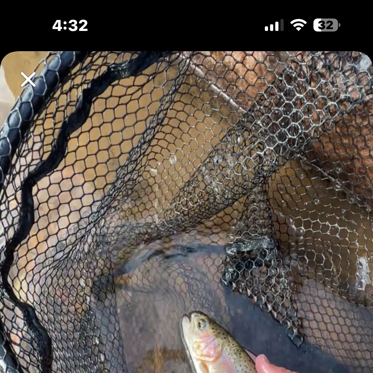 Cutbow caught on Fishbrain