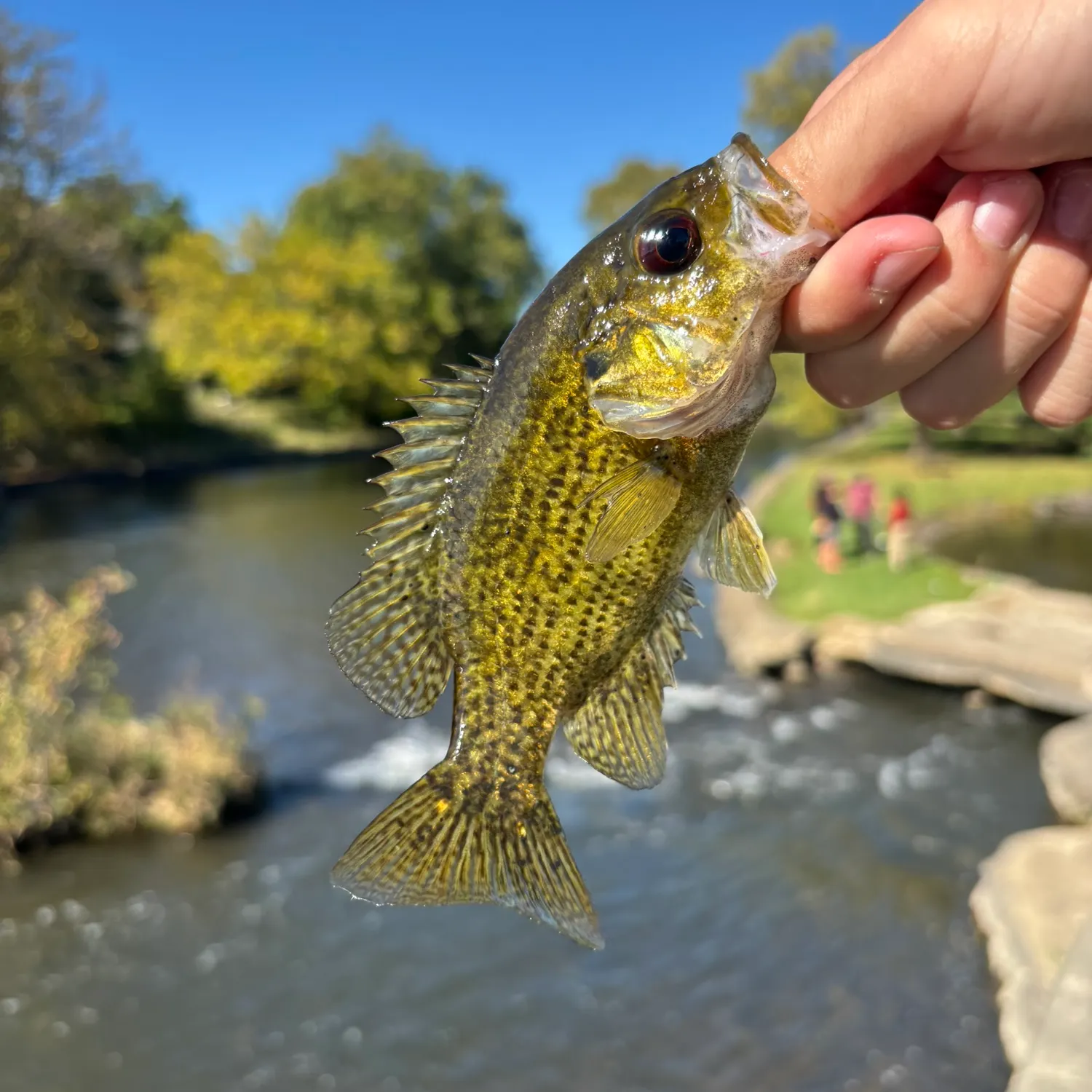 Rock bass caught on Fishbrain