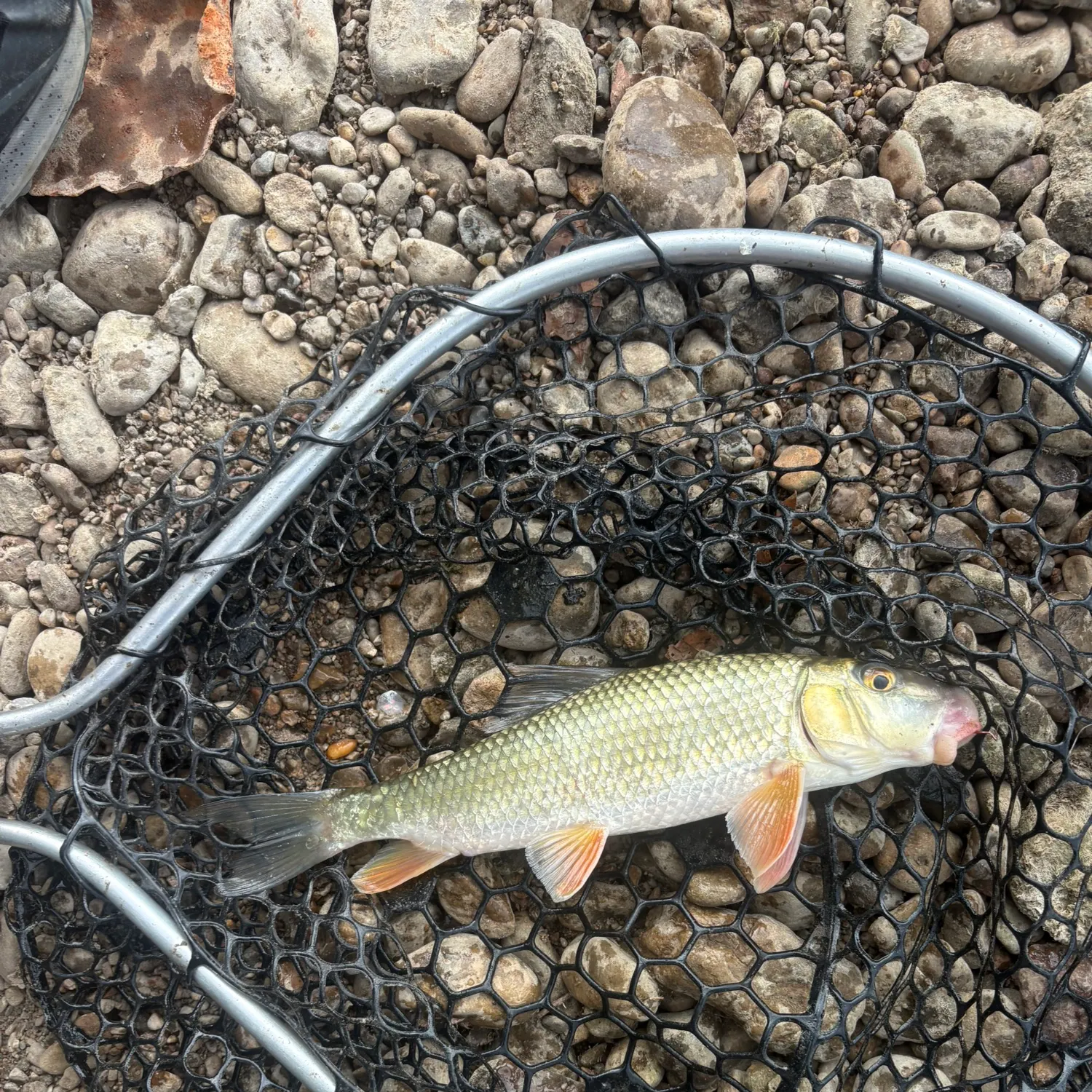 Golden redhorse caught on Fishbrain