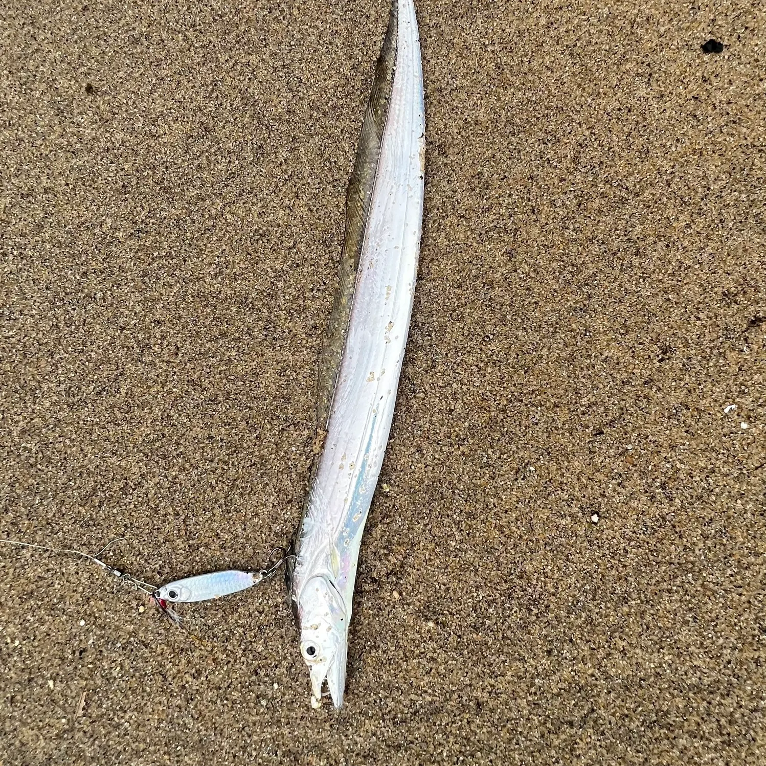 The most recent Atlantic cutlassfish catches on Fishbrain