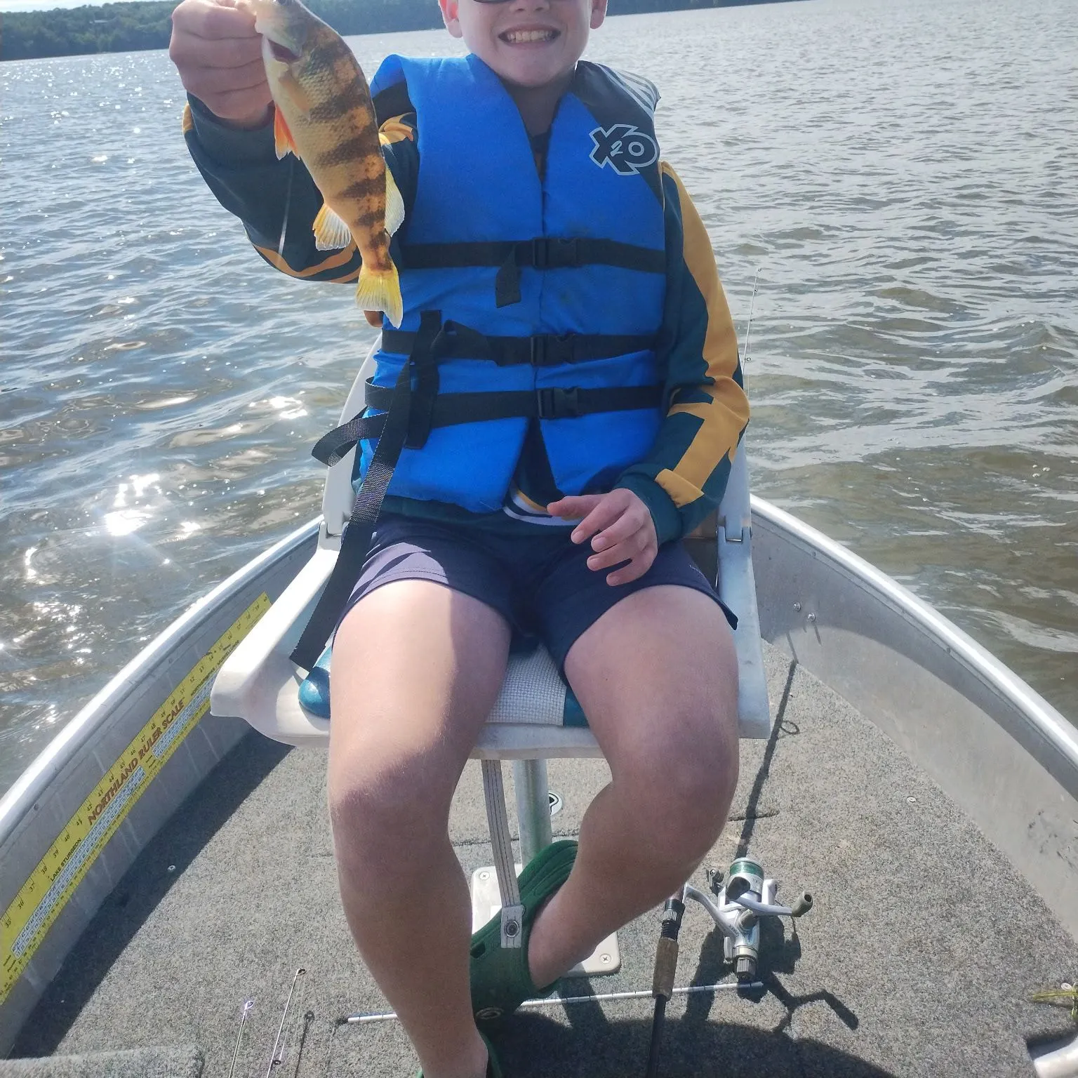 Yellow perch caught on Fishbrain