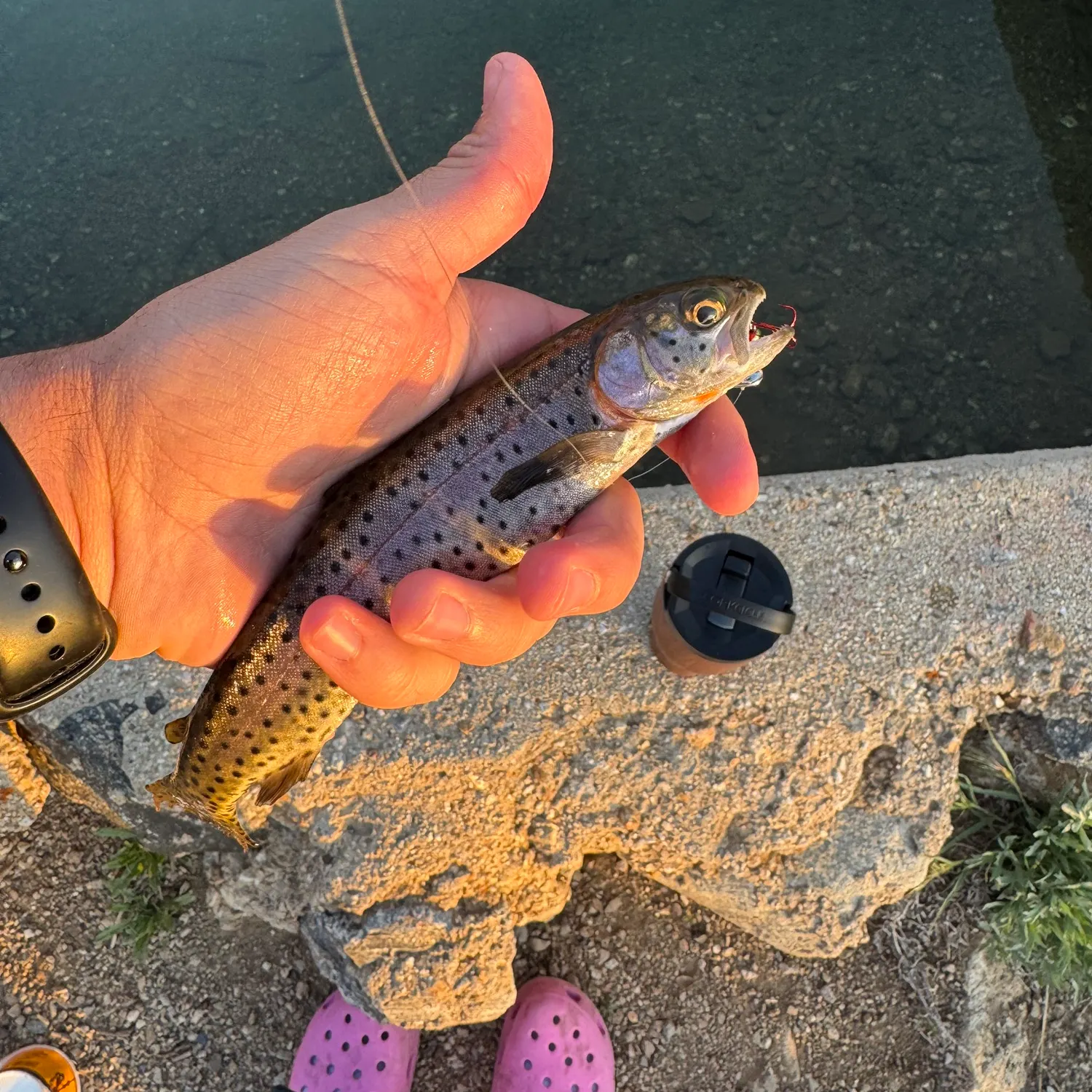 recently logged catches