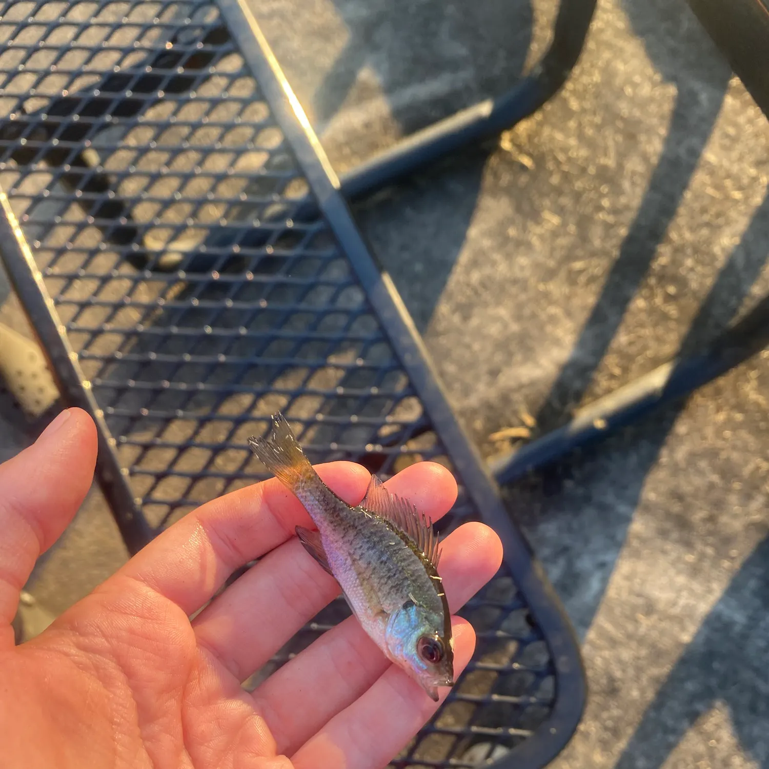 Bluegill caught on Fishbrain