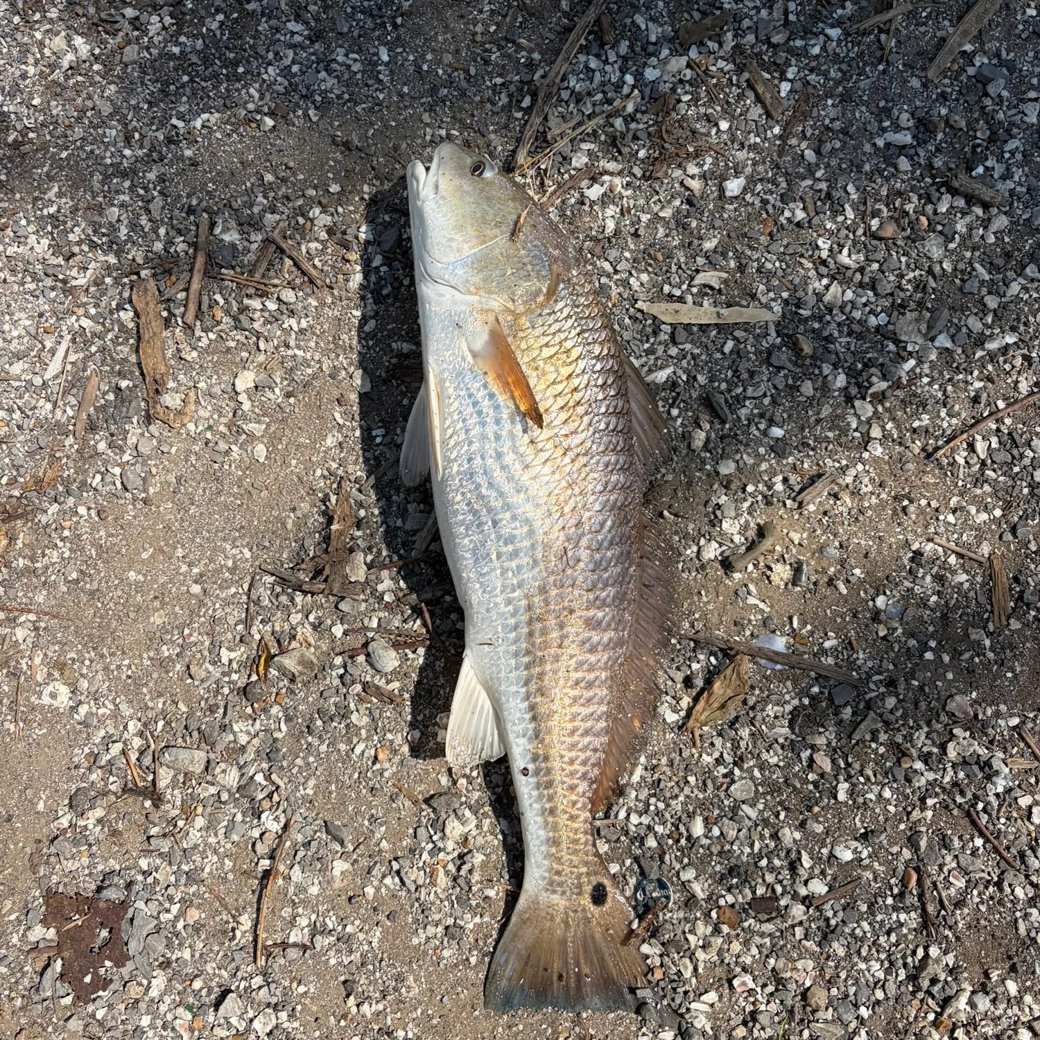 Red drum caught on Fishbrain