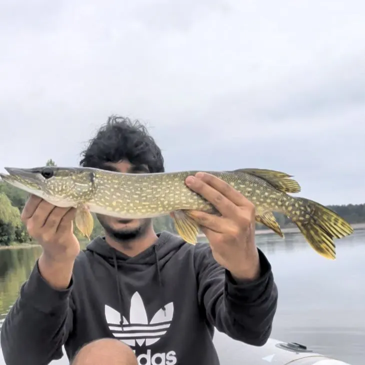Northern pike caught on Fishbrain