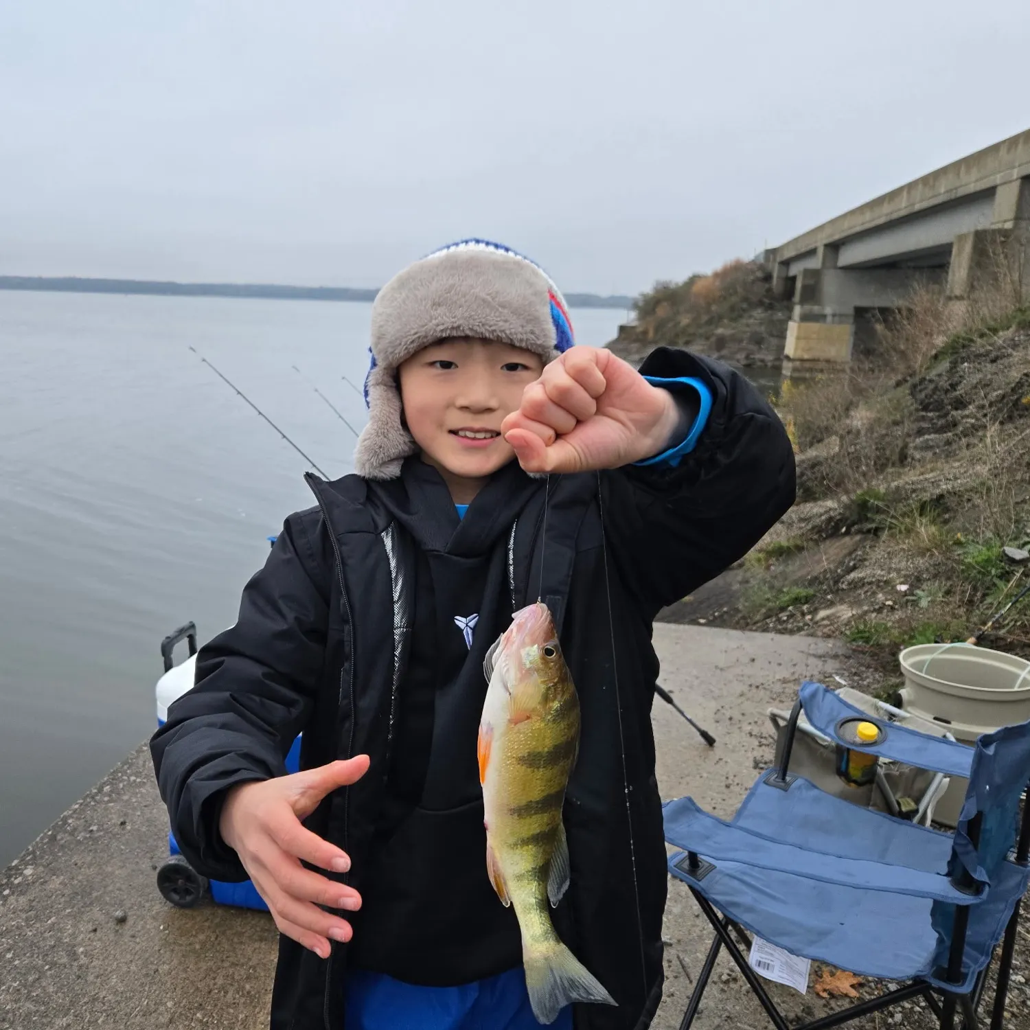 Yellow perch caught on Fishbrain