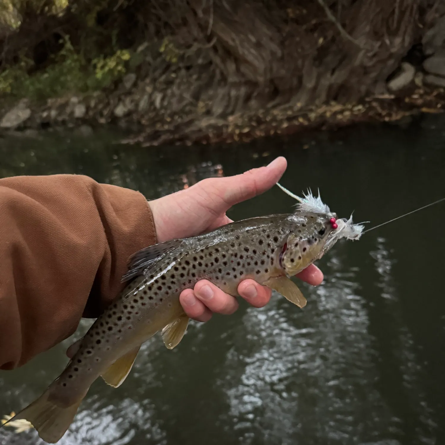 Brown trout caught on Fishbrain