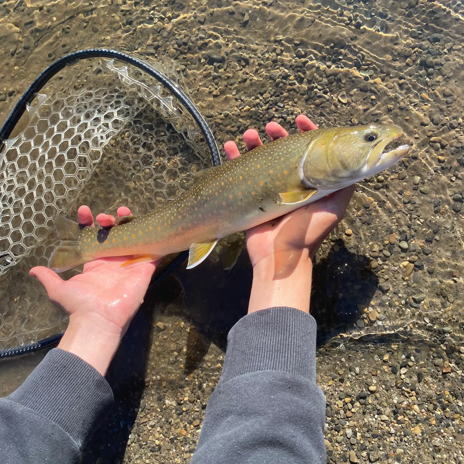 Bull trout caught on Fishbrain