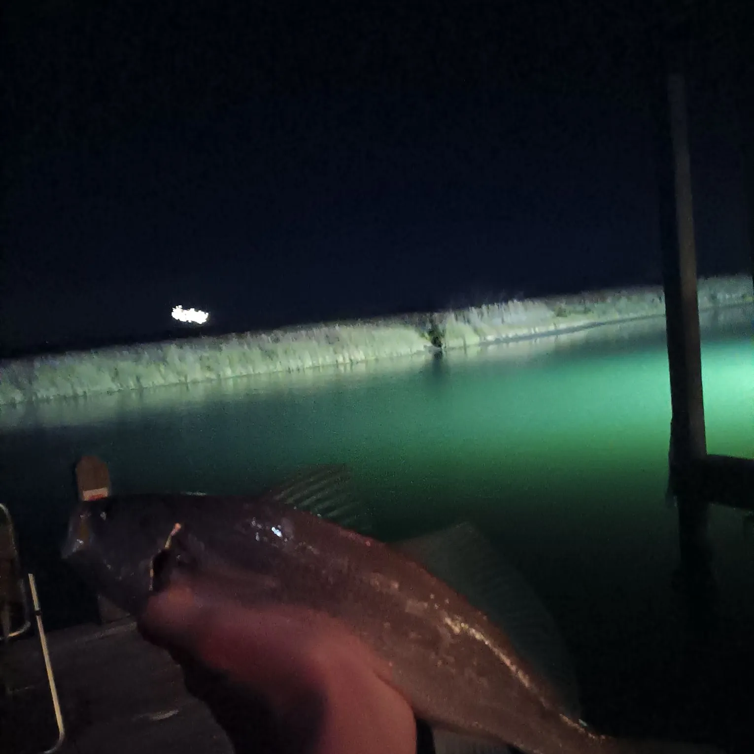 The most recent Spotted seatrout catches on Fishbrain