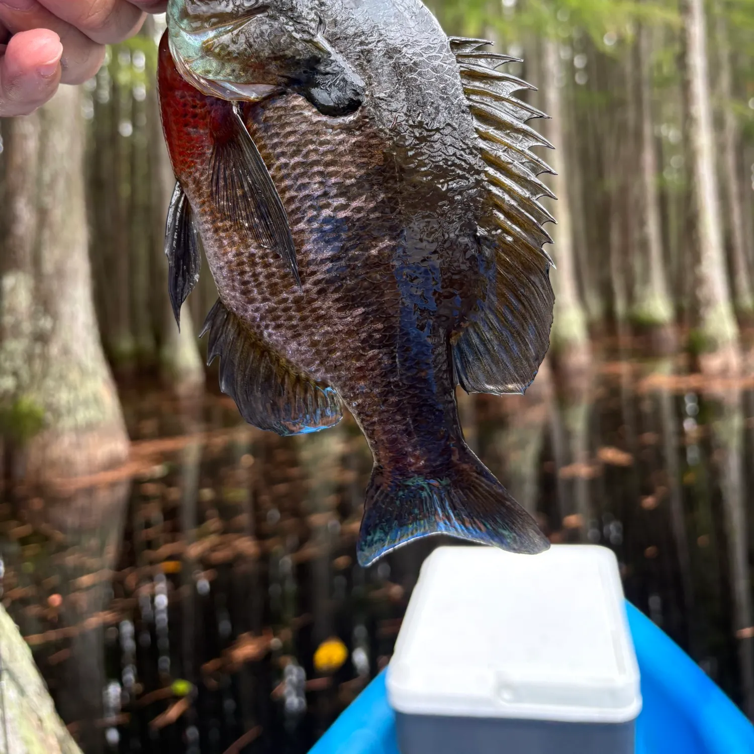 Bluegill caught on Fishbrain