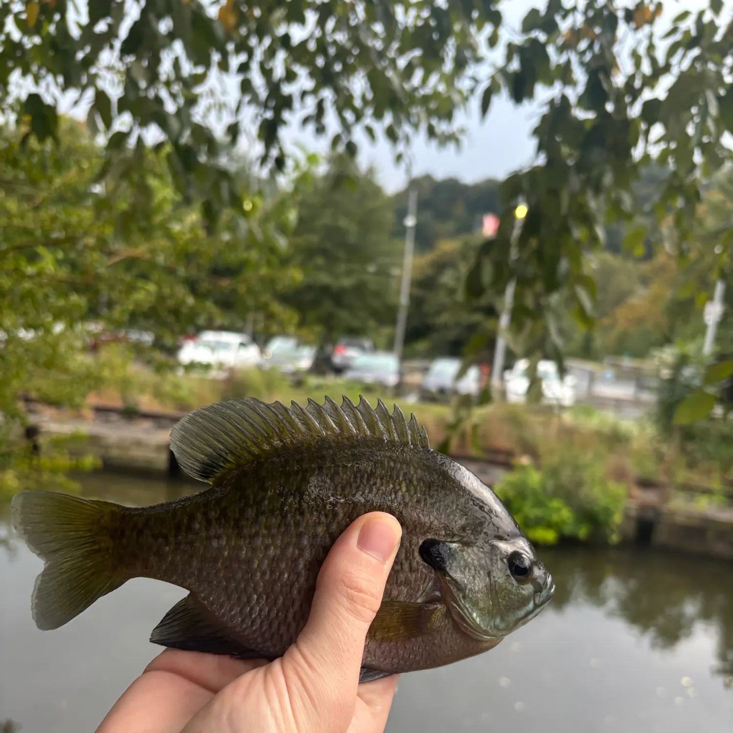 Bluegill caught on Fishbrain