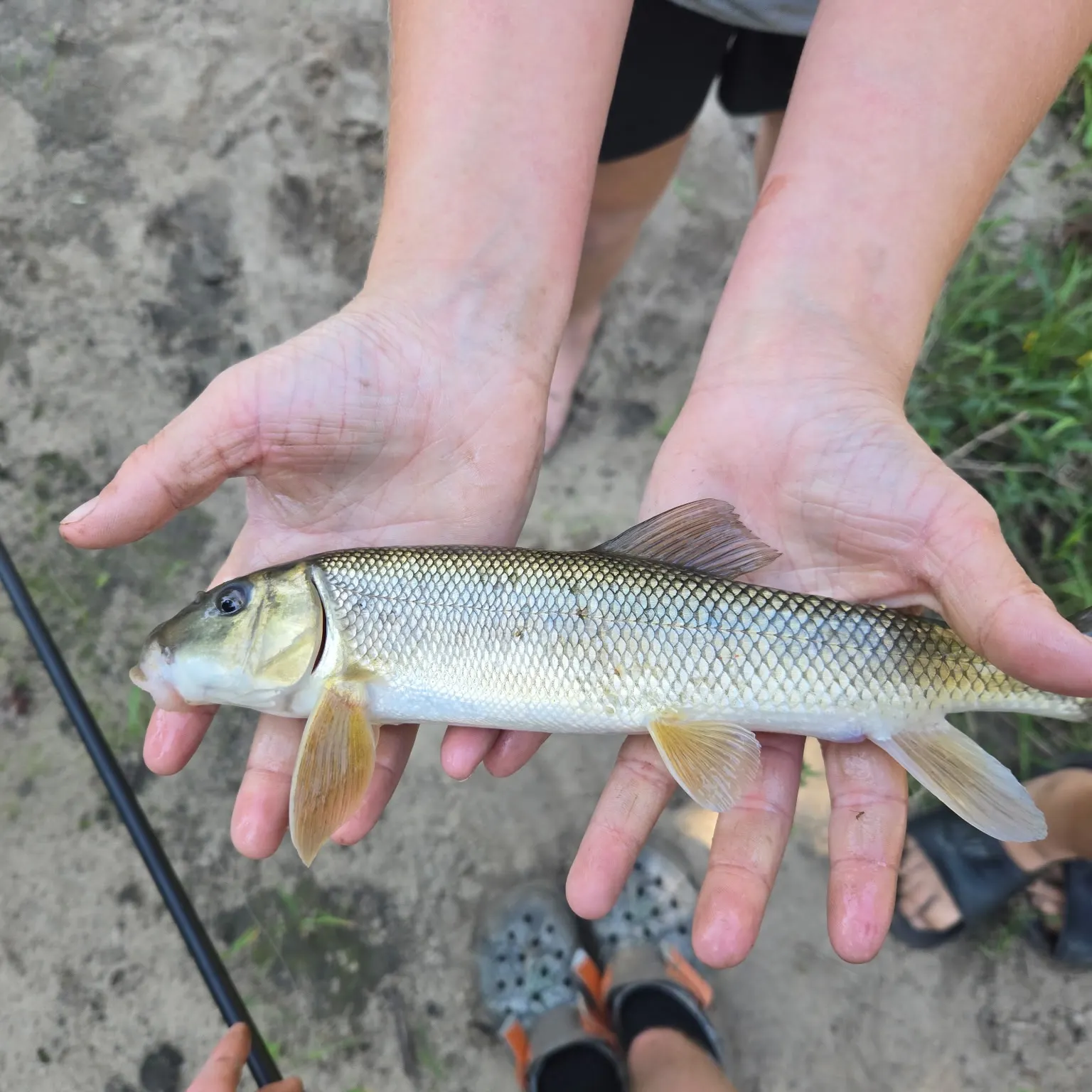 The most recent White sucker catches on Fishbrain