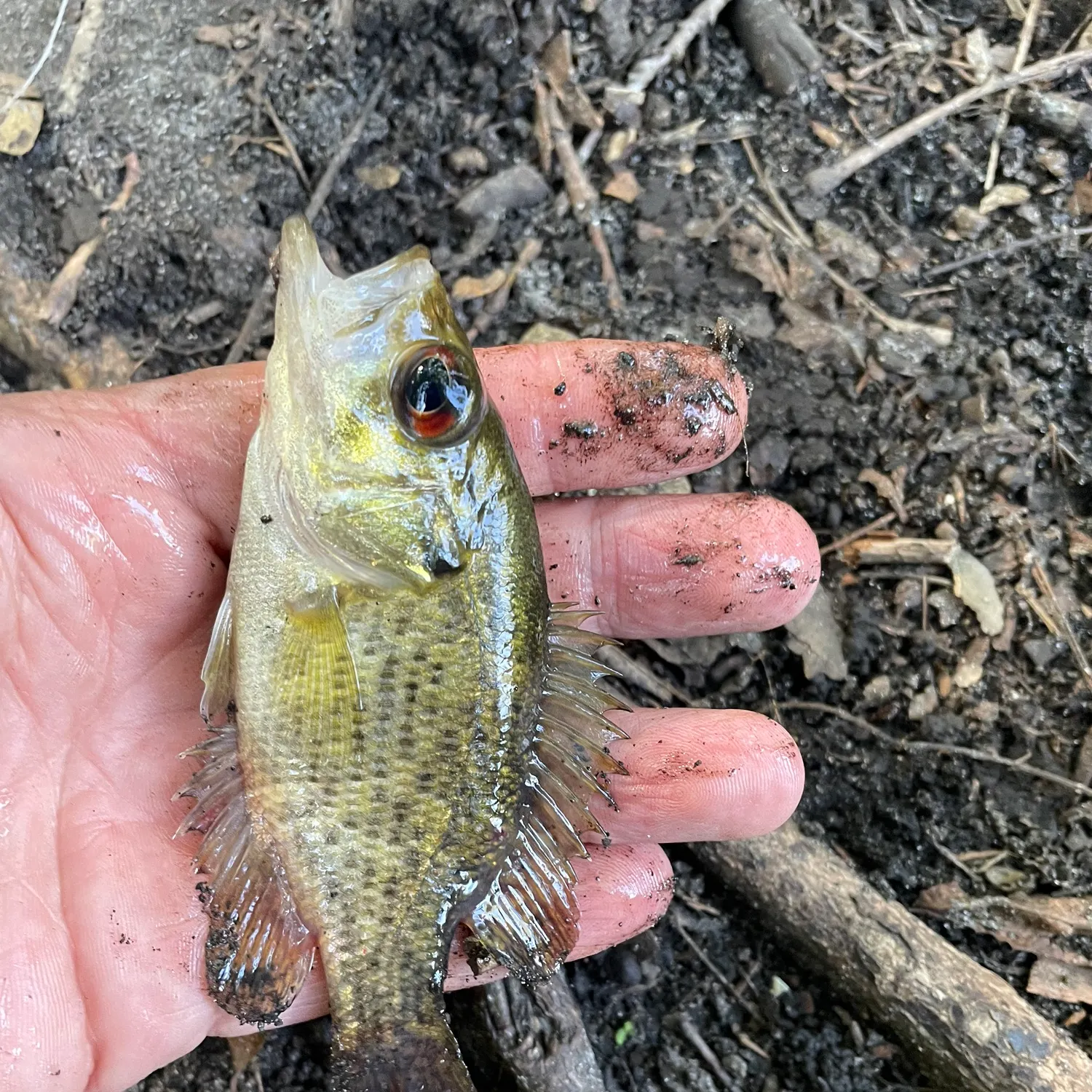 Rock bass caught on Fishbrain