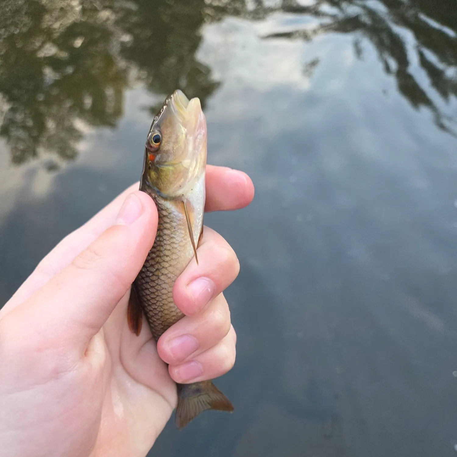 Hornyhead chub caught on Fishbrain