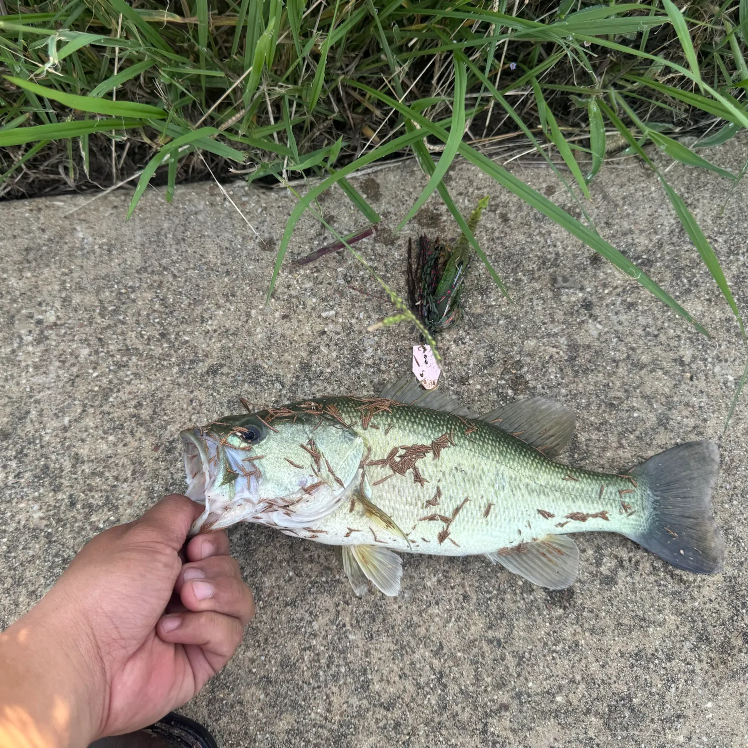 Largemouth bass caught on Fishbrain