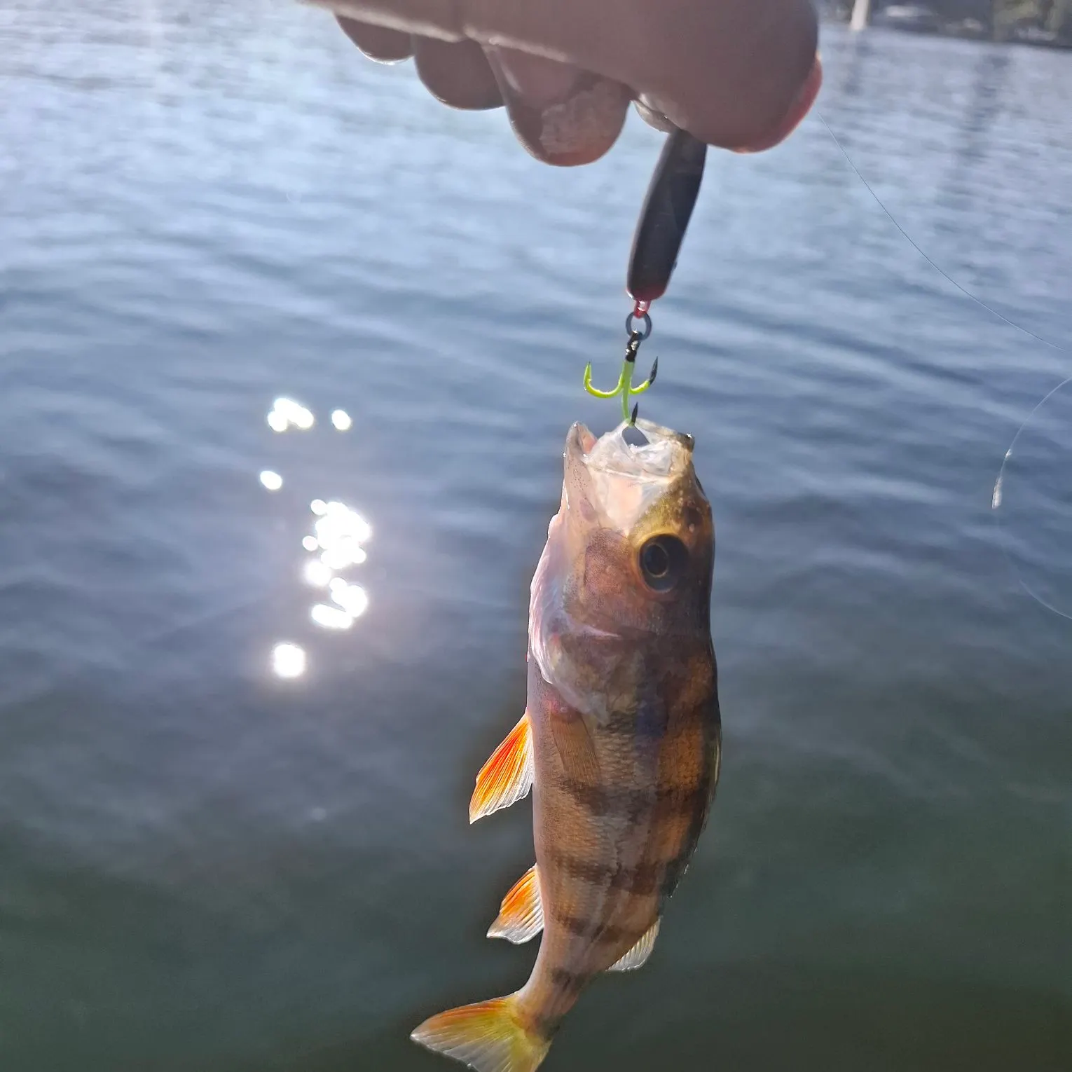 European perch caught on Fishbrain