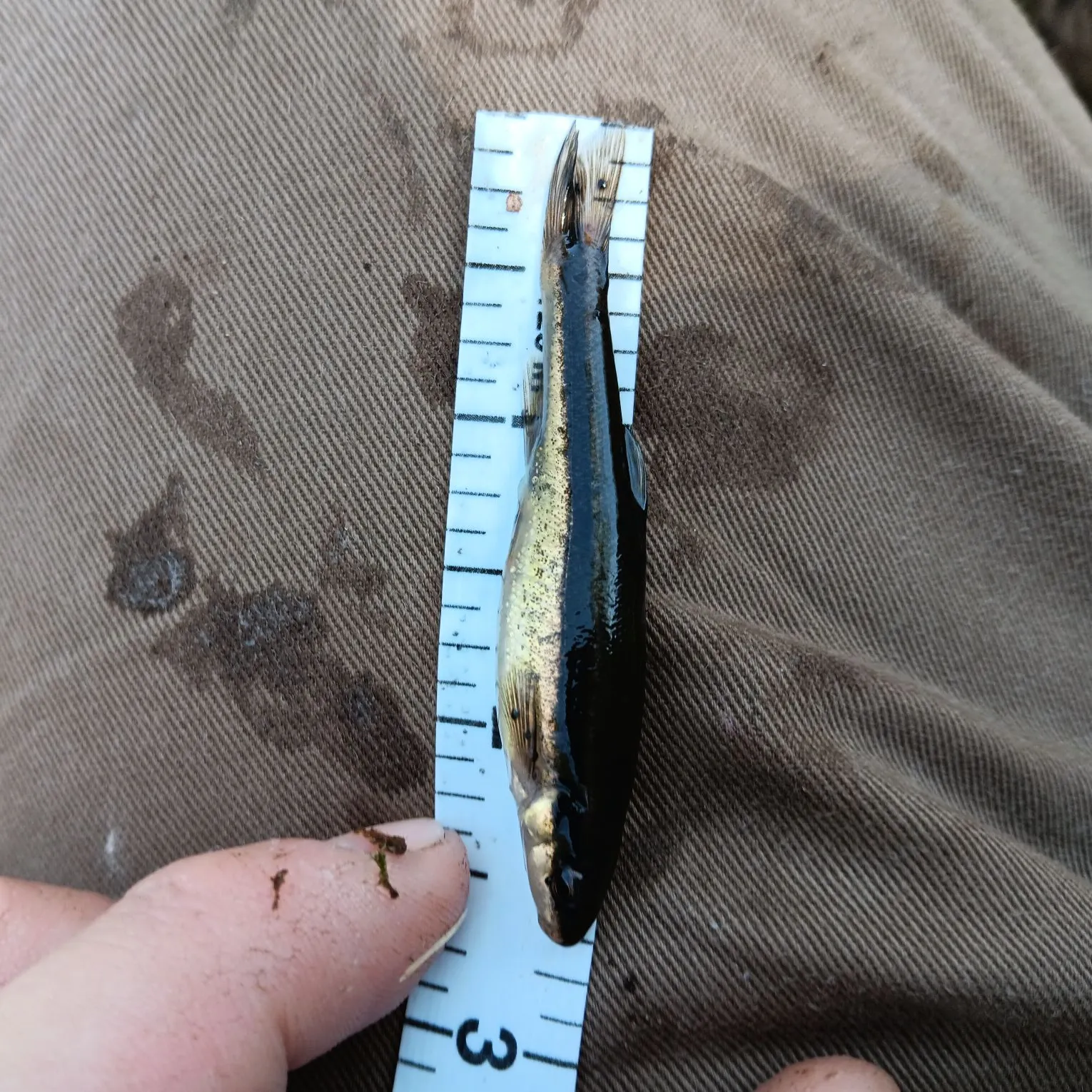 The most recent Eastern blacknose dace catches on Fishbrain