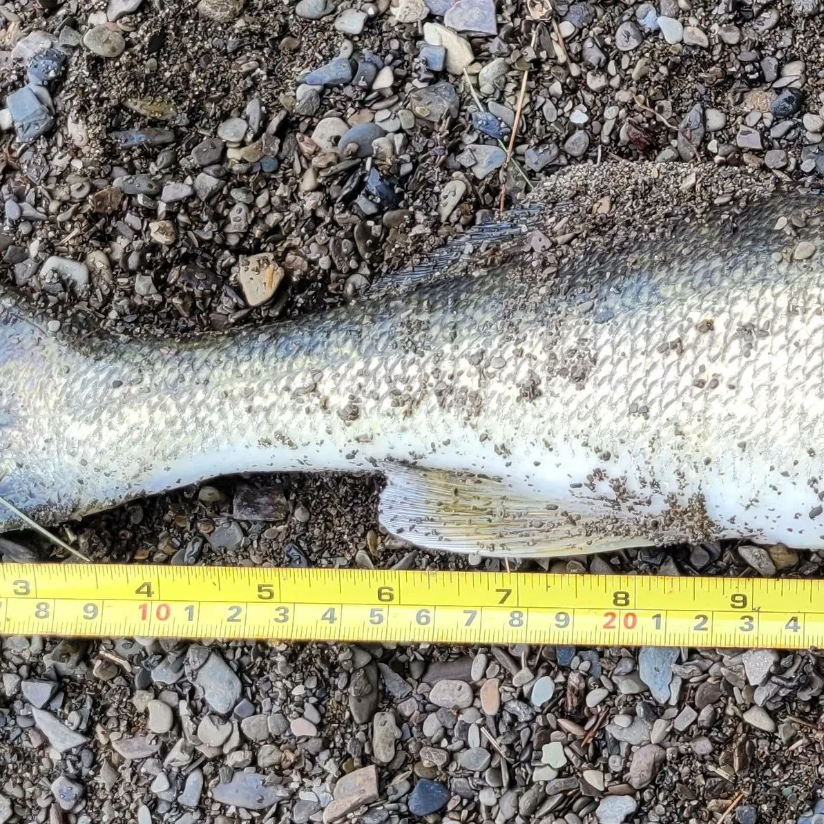 The most recent Walleye catches on Fishbrain