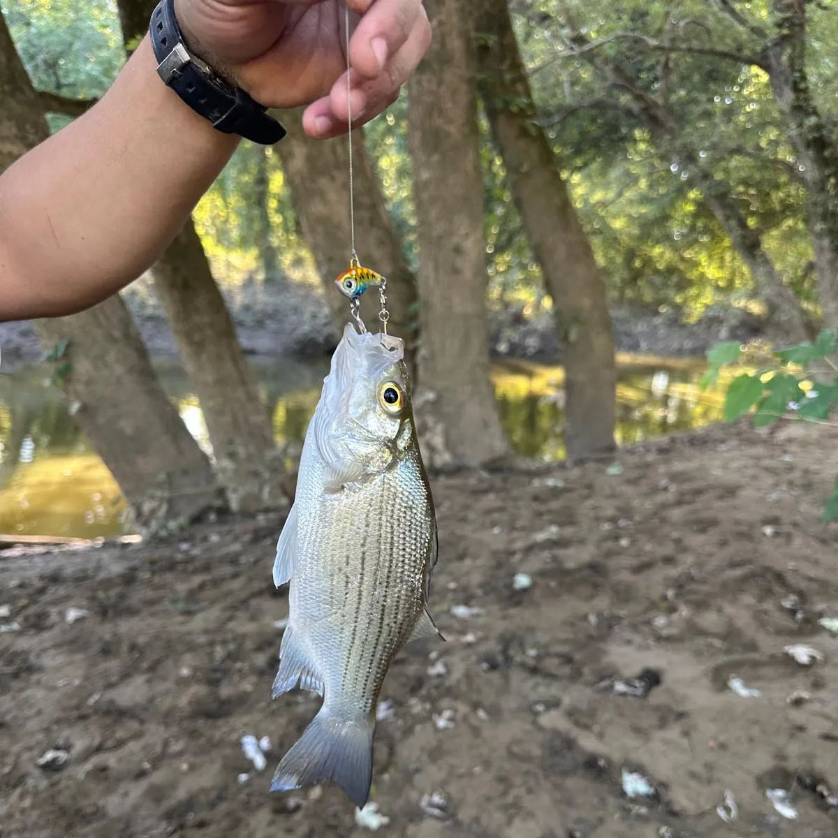 The most recent Wiper catches on Fishbrain
