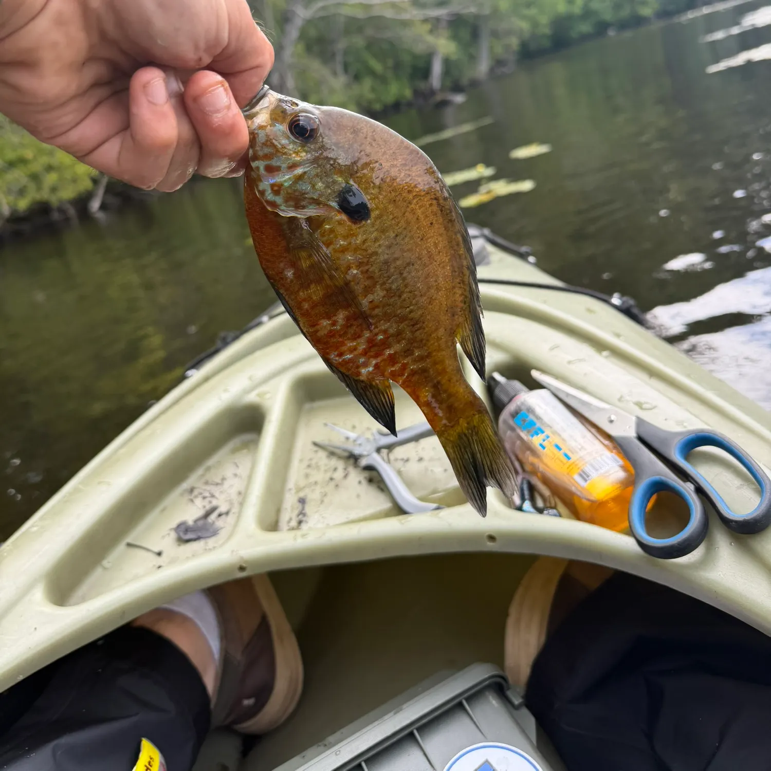 Pumpkinseed caught on Fishbrain
