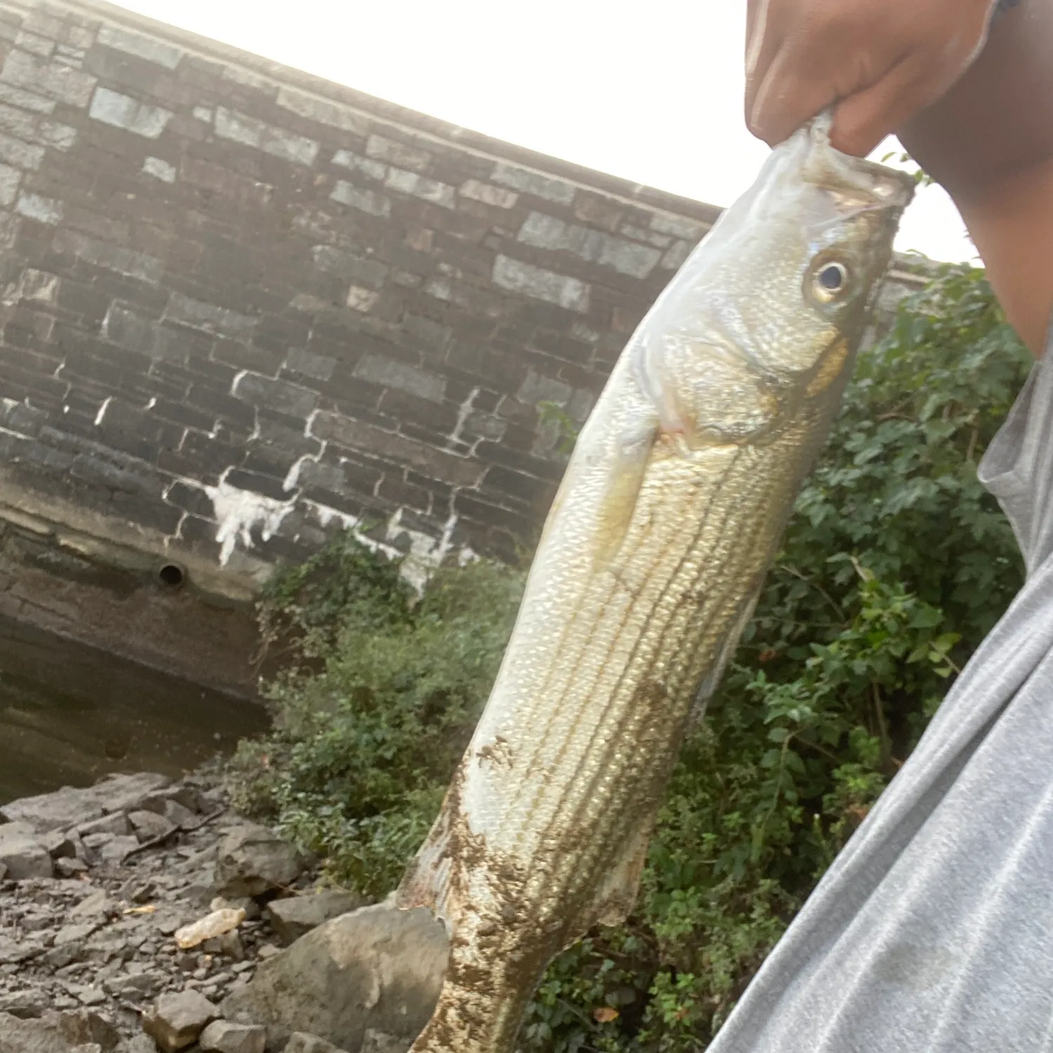 Striped bass caught on Fishbrain
