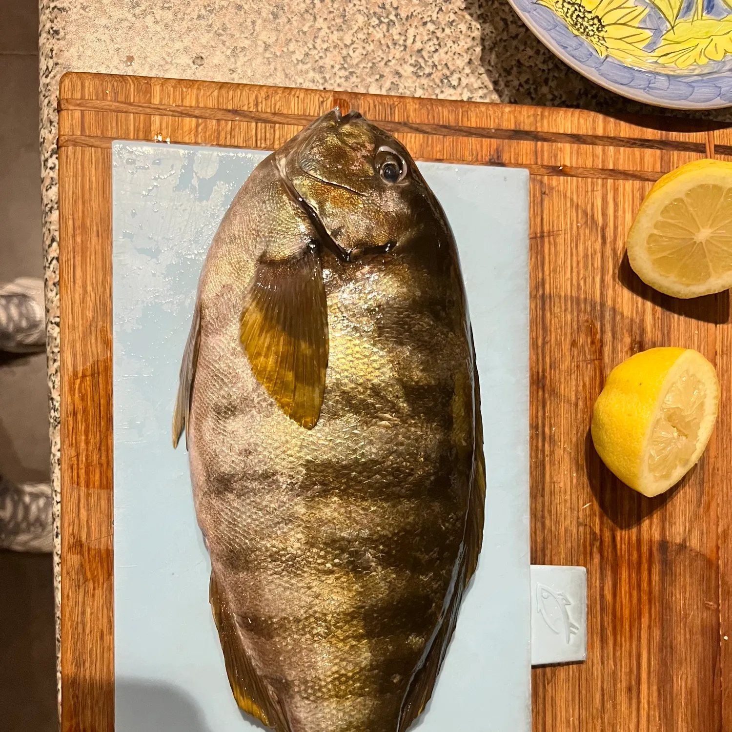 The most recent Zebra fish catches on Fishbrain