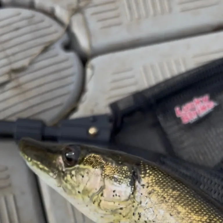 Northern pike caught on Fishbrain