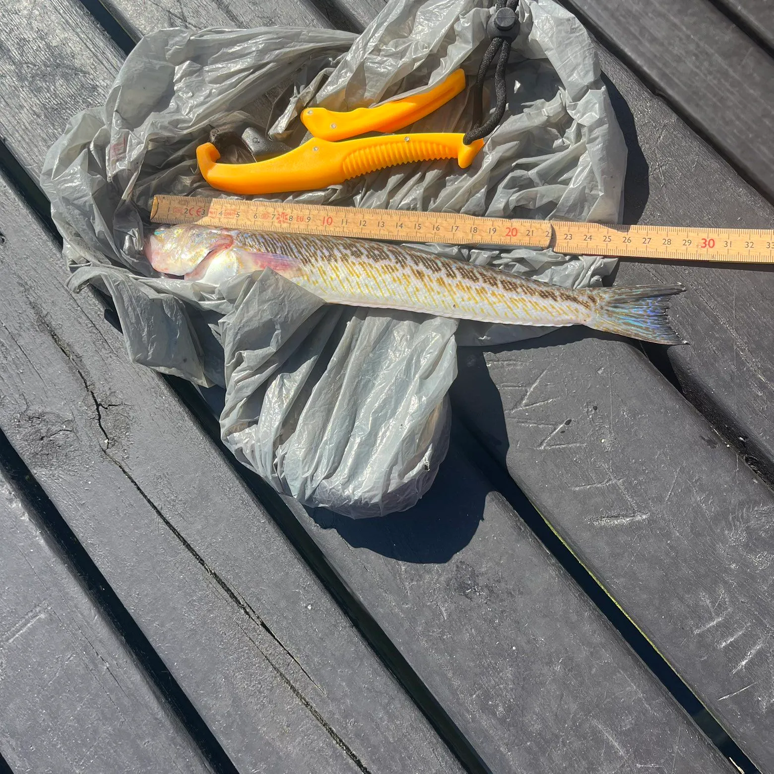 Greater weever caught on Fishbrain