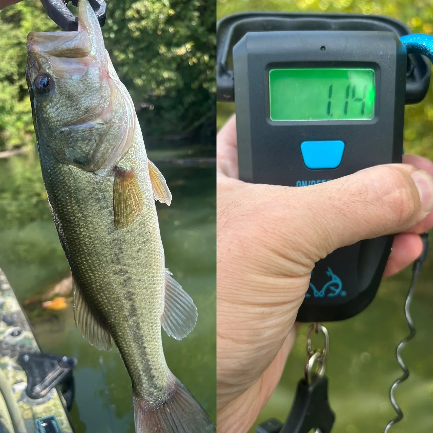 Largemouth bass caught on Fishbrain