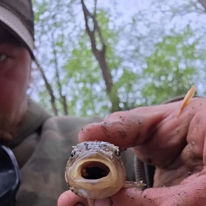 The most recent Hornyhead chub catches on Fishbrain