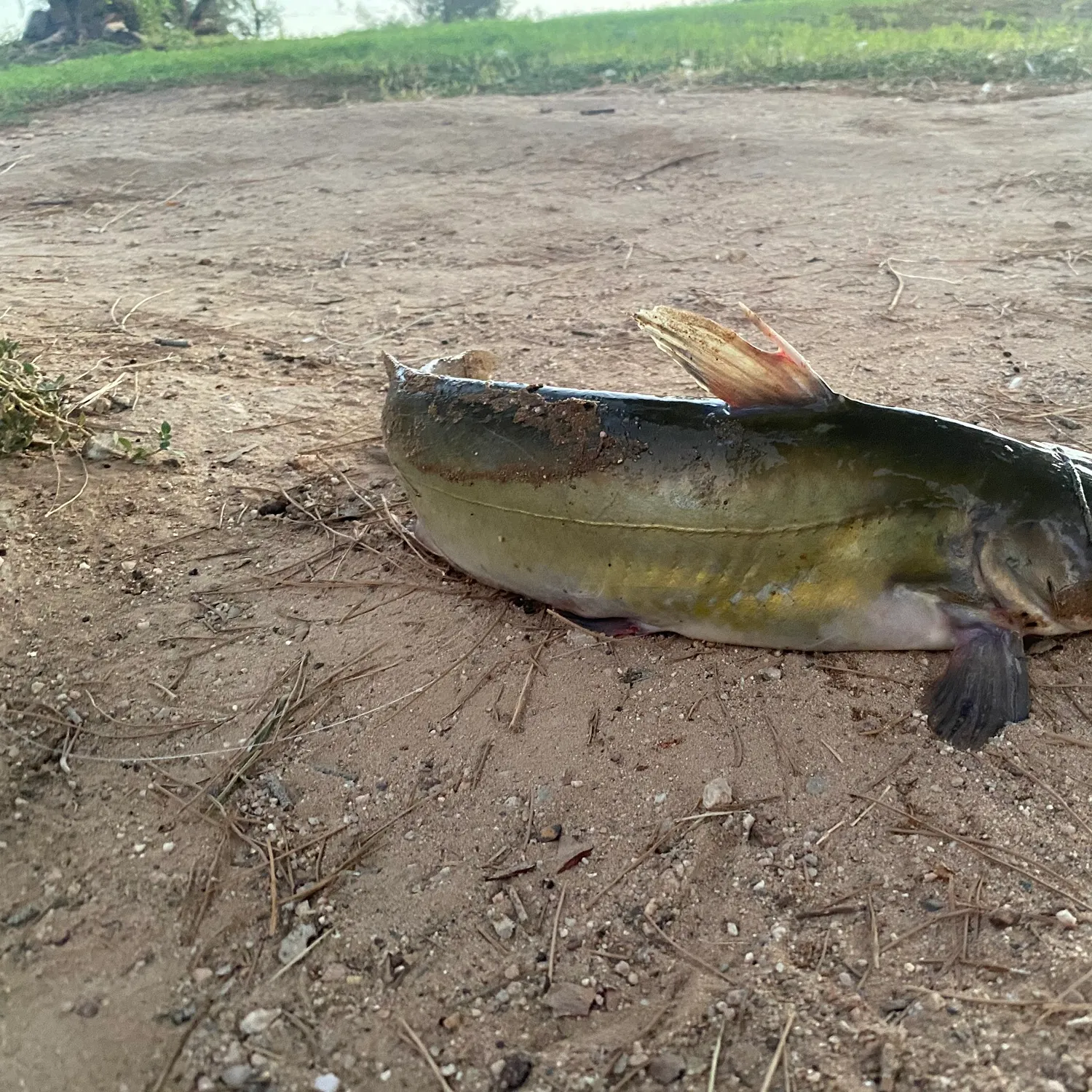 Channel catfish caught on Fishbrain