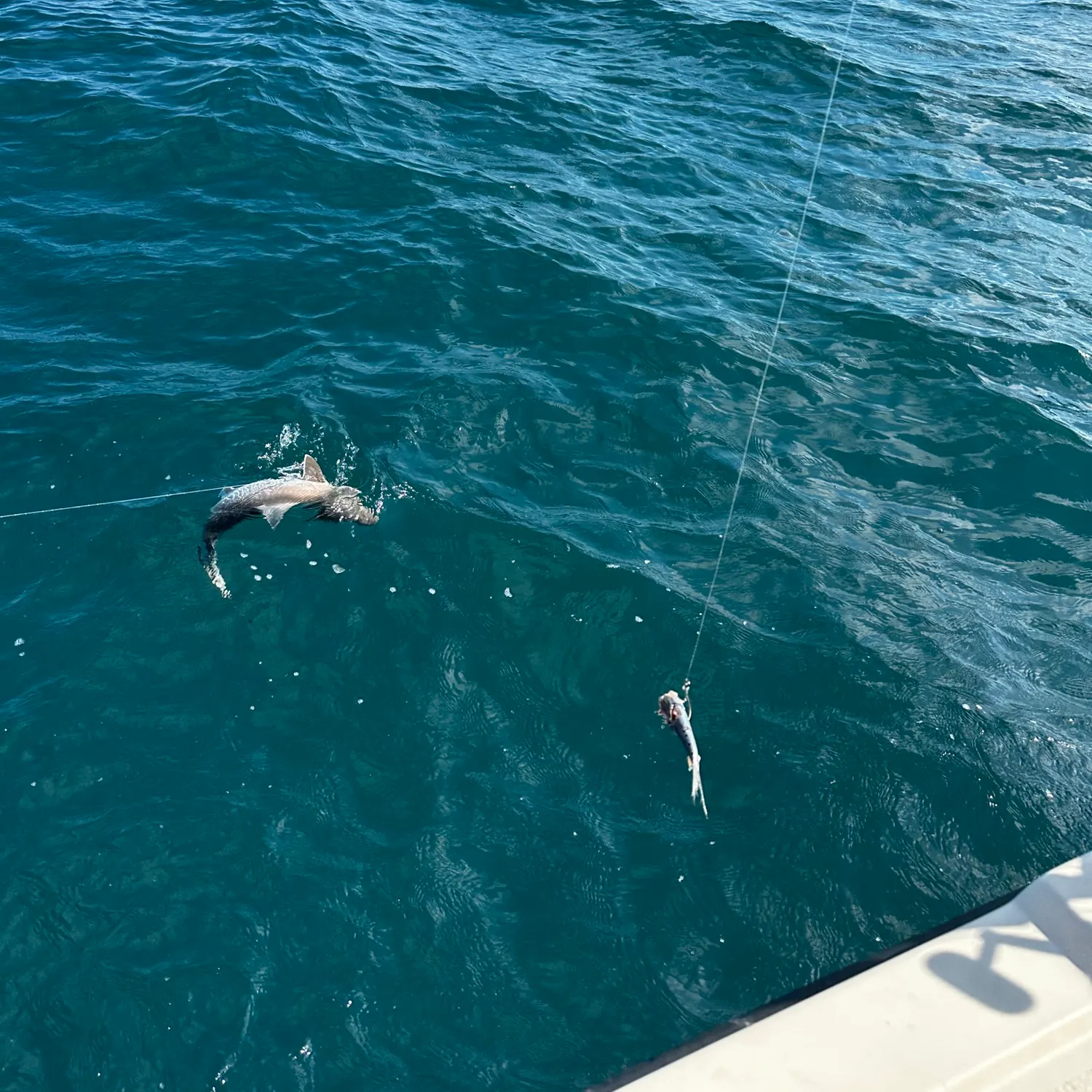 The most recent Wahoo catches on Fishbrain