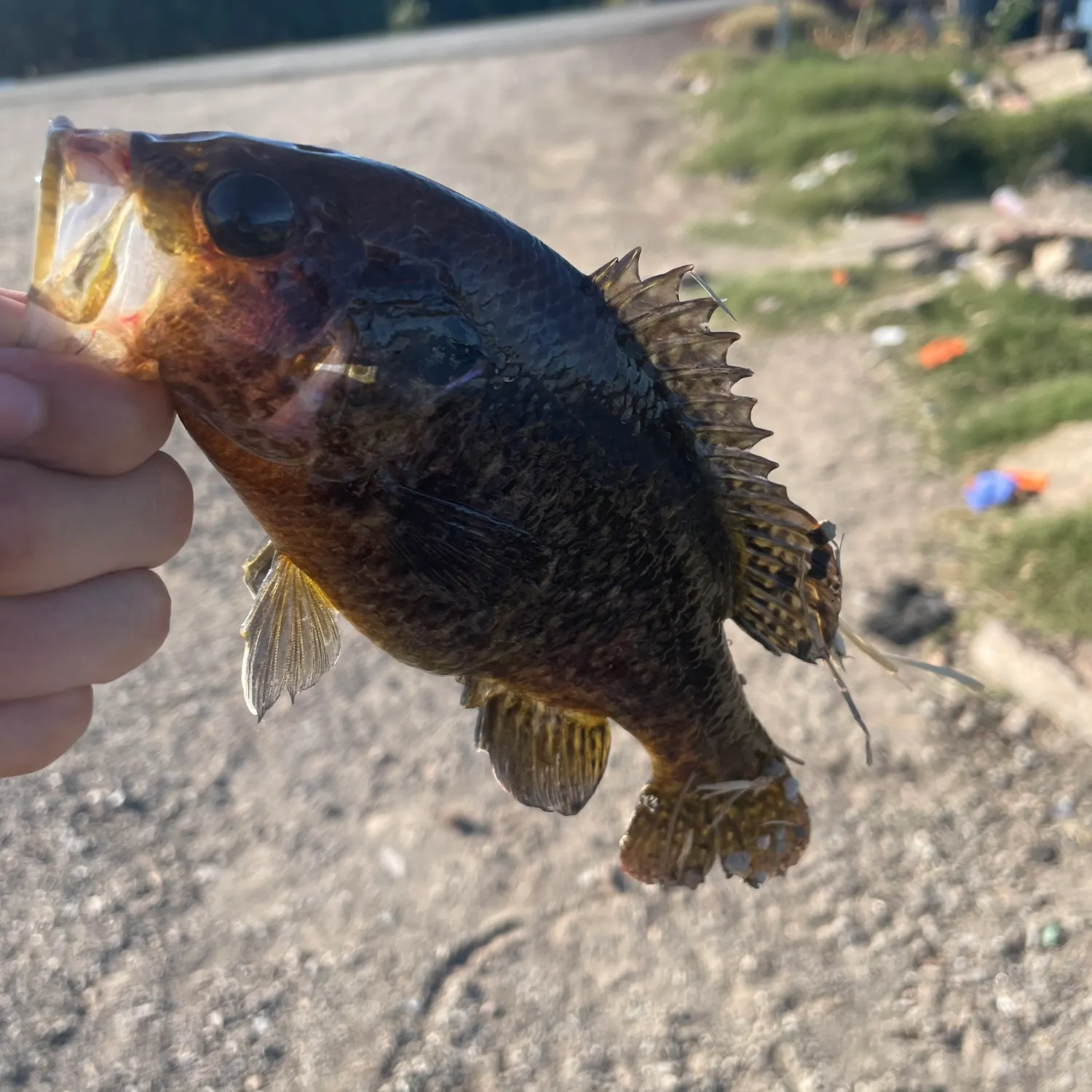 catch