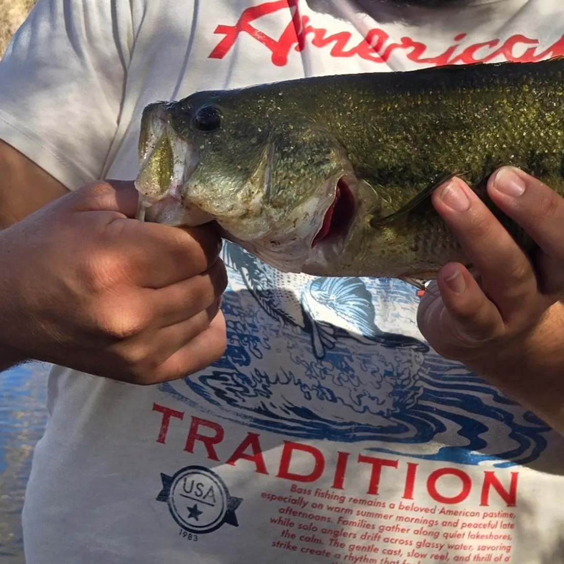 Largemouth bass caught on Fishbrain