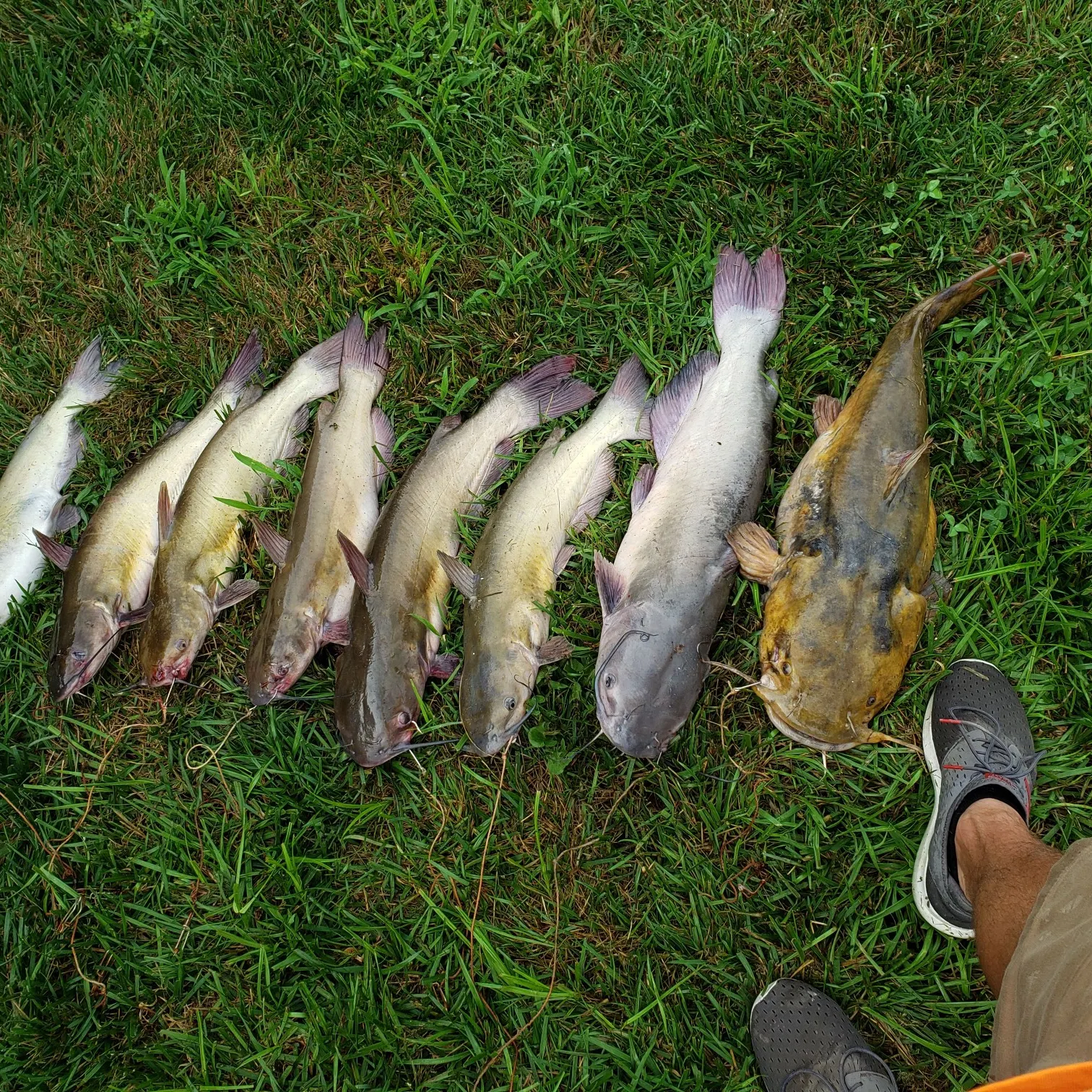 recently logged catches